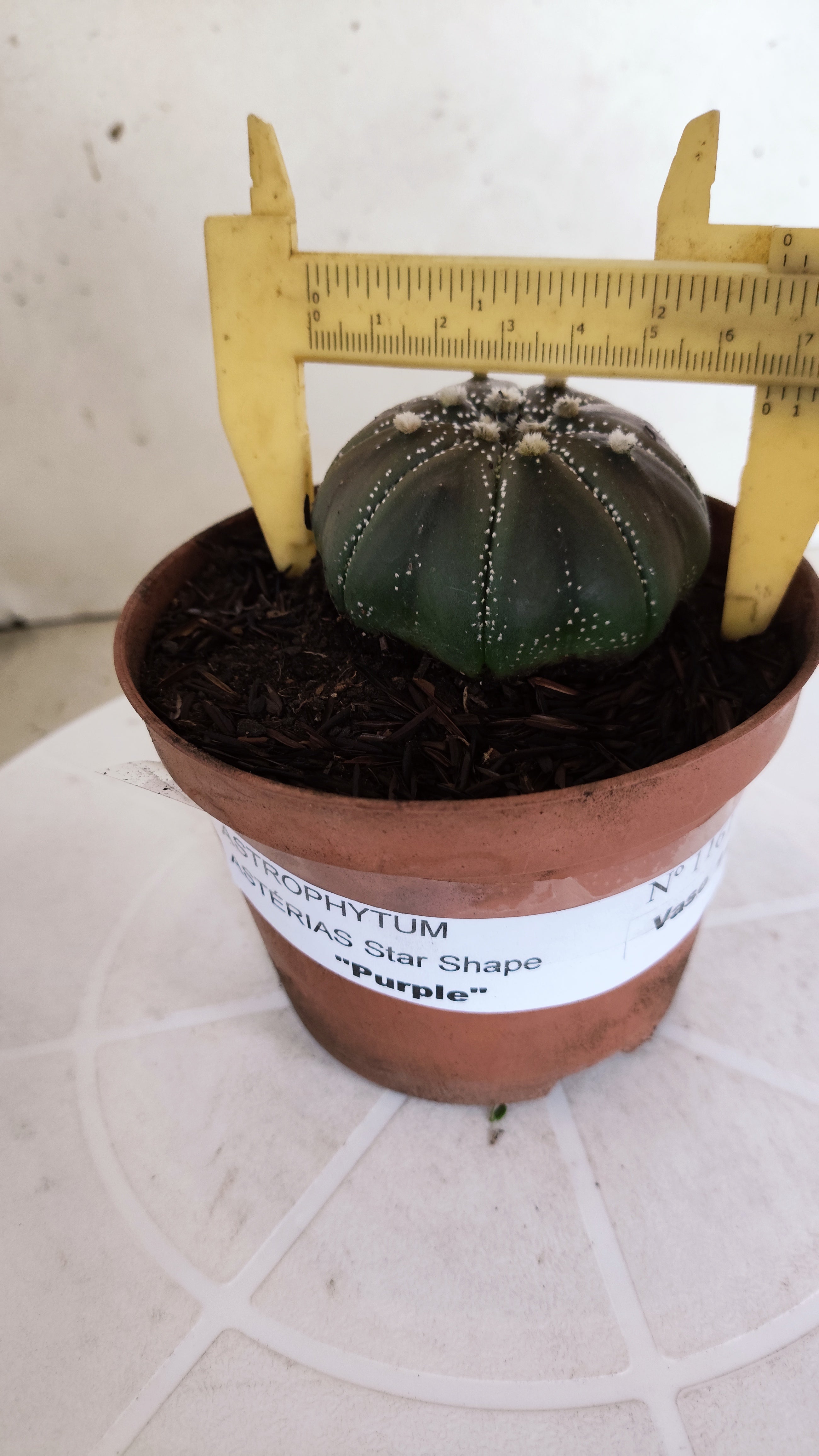 ASTROPHYTUM ASTERIAS STAR SHAPE "PURPLE" Nº 1161 – vaso 11