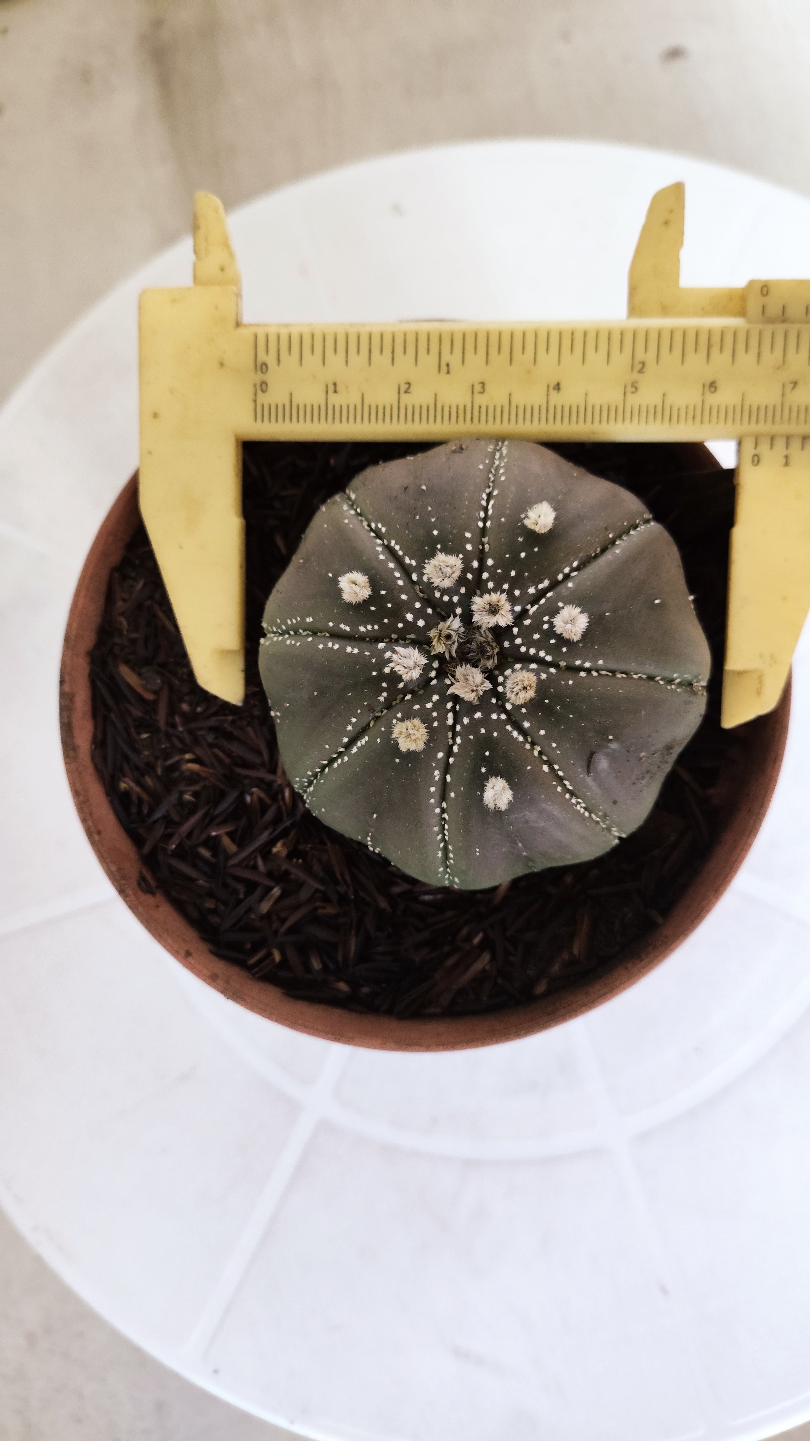 ASTROPHYTUM ASTERIAS STAR SHAPE "PURPLE" Nº 1161 – vaso 11