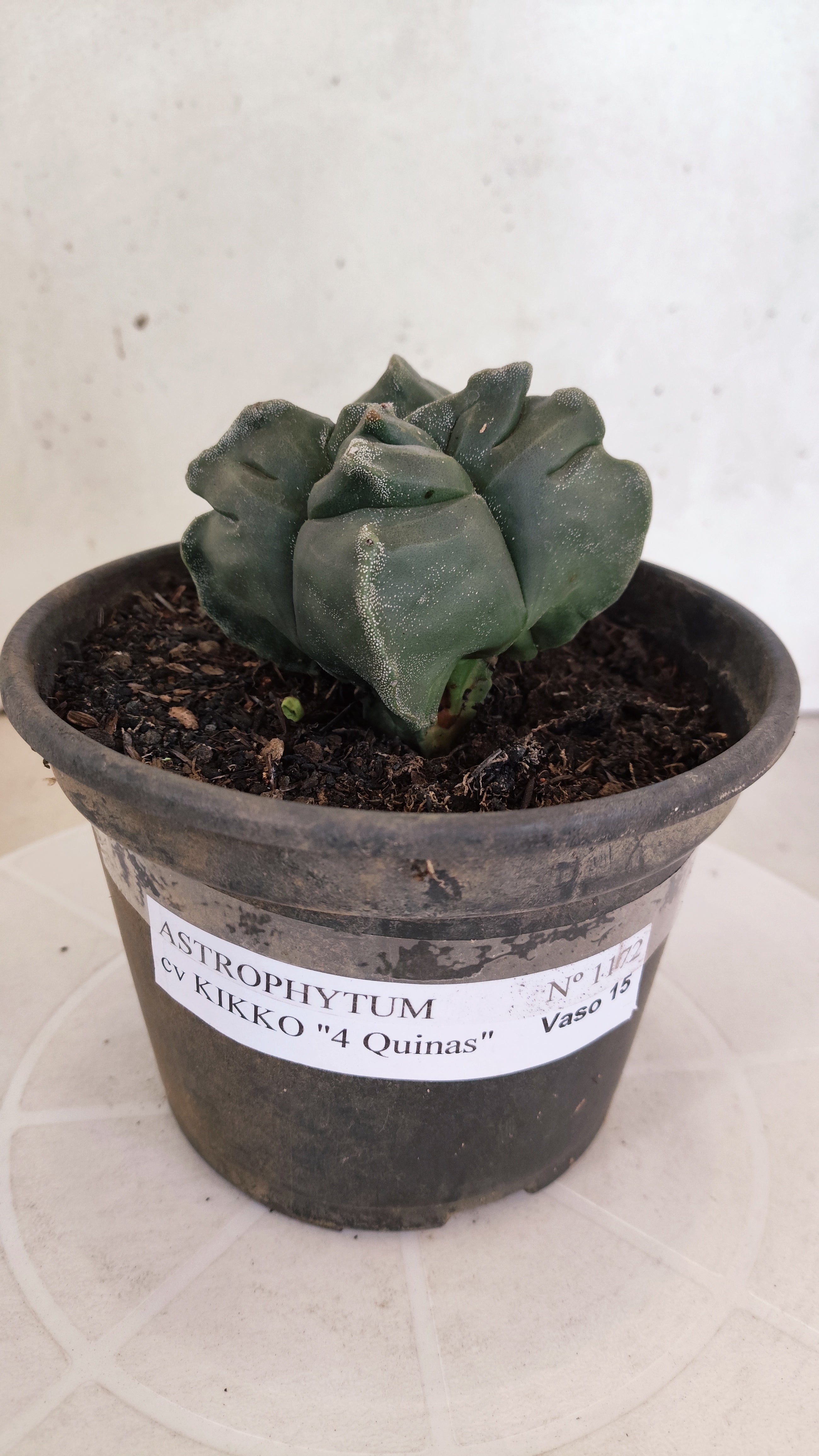 ASTROPHYTUM cv KIKKO "4 Quinas" Nº 1172 – vaso 15