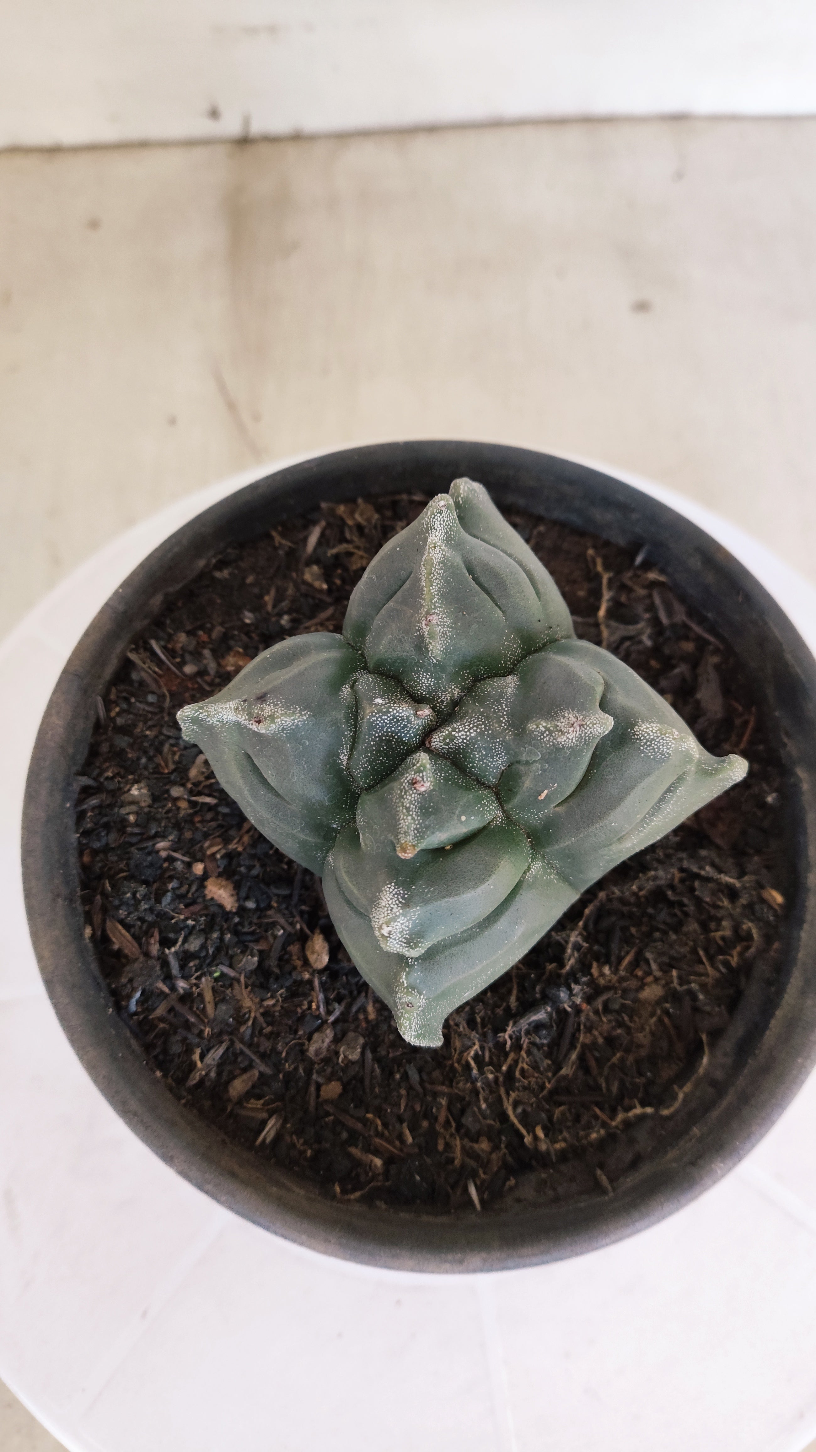 ASTROPHYTUM cv KIKKO "4 Quinas" Nº 1172 – vaso 15