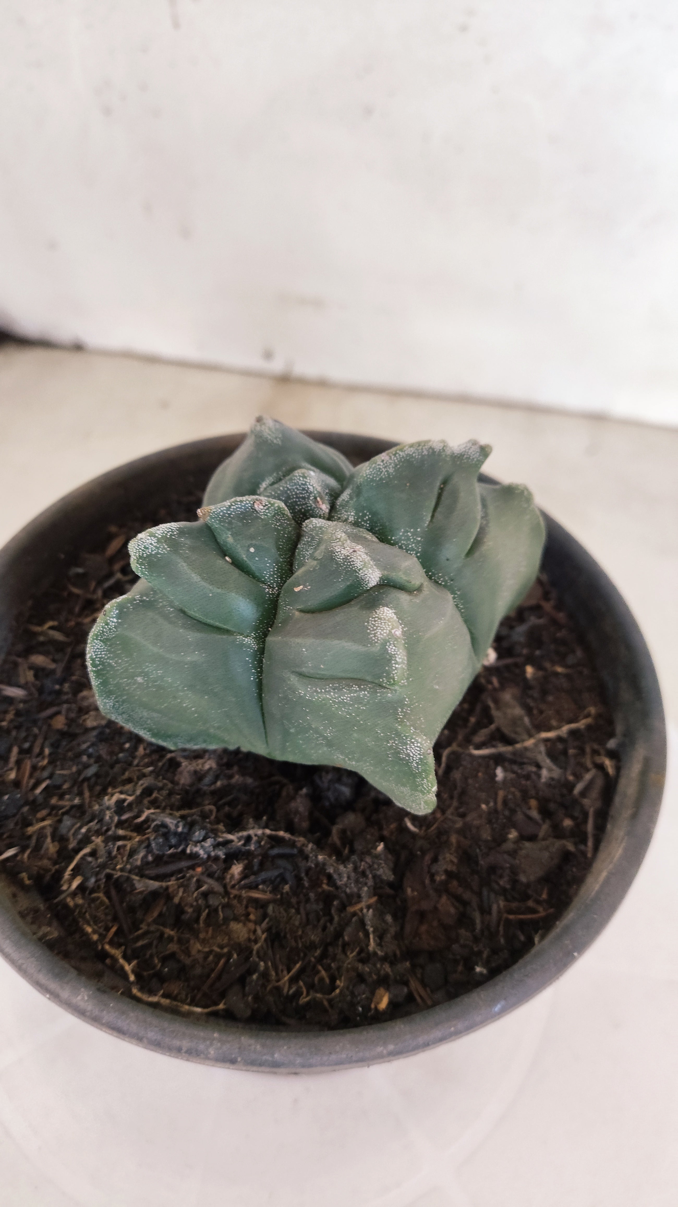 ASTROPHYTUM cv KIKKO "4 Quinas" Nº 1172 – vaso 15