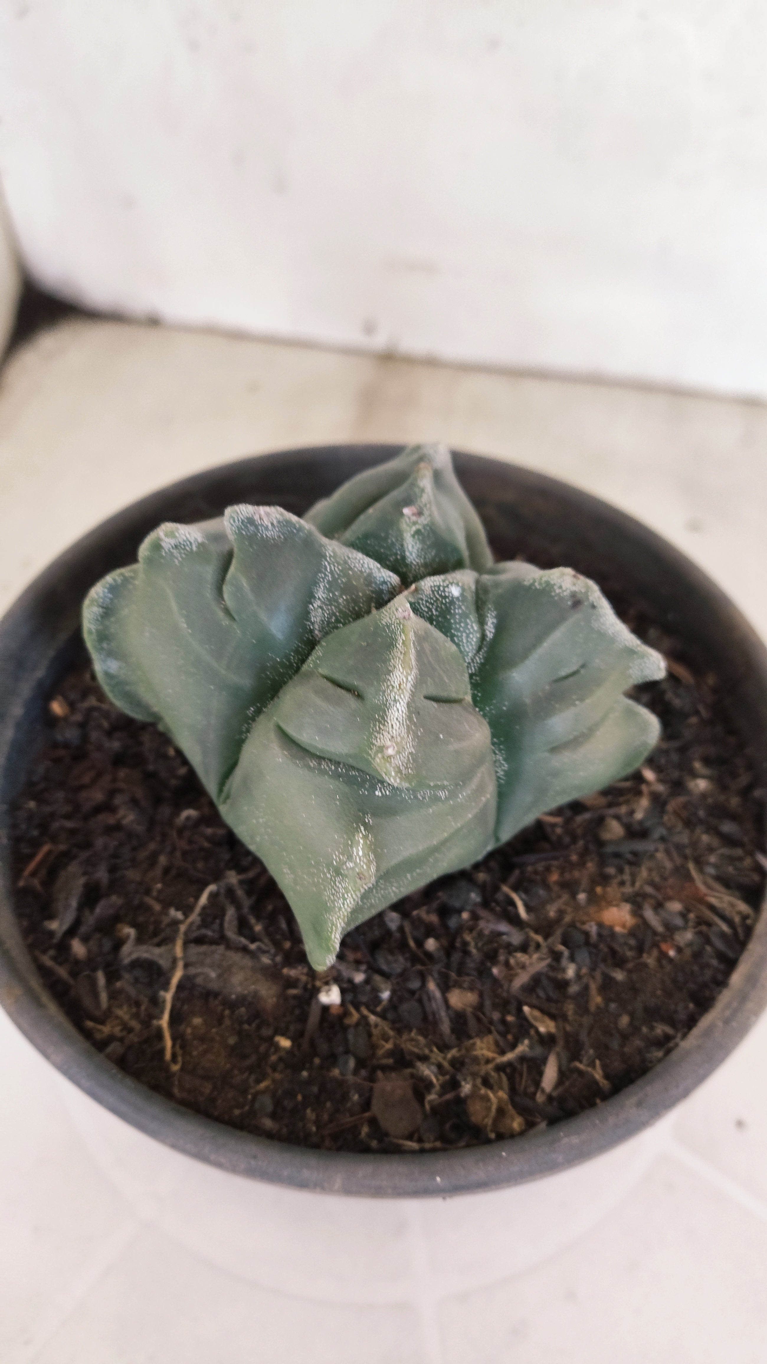 ASTROPHYTUM cv KIKKO "4 Quinas" Nº 1172 – vaso 15