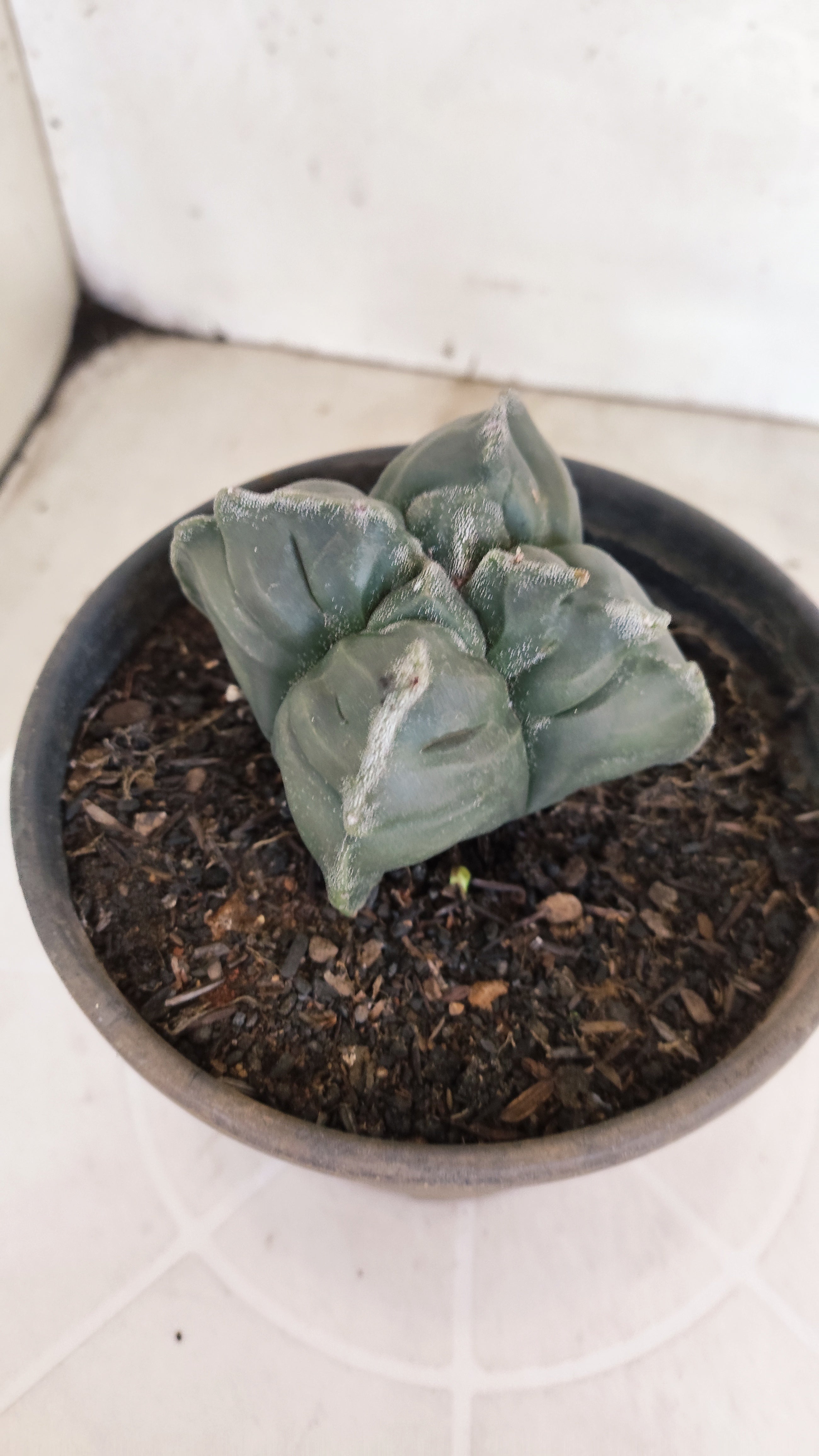 ASTROPHYTUM cv KIKKO "4 Quinas" Nº 1172 – vaso 15