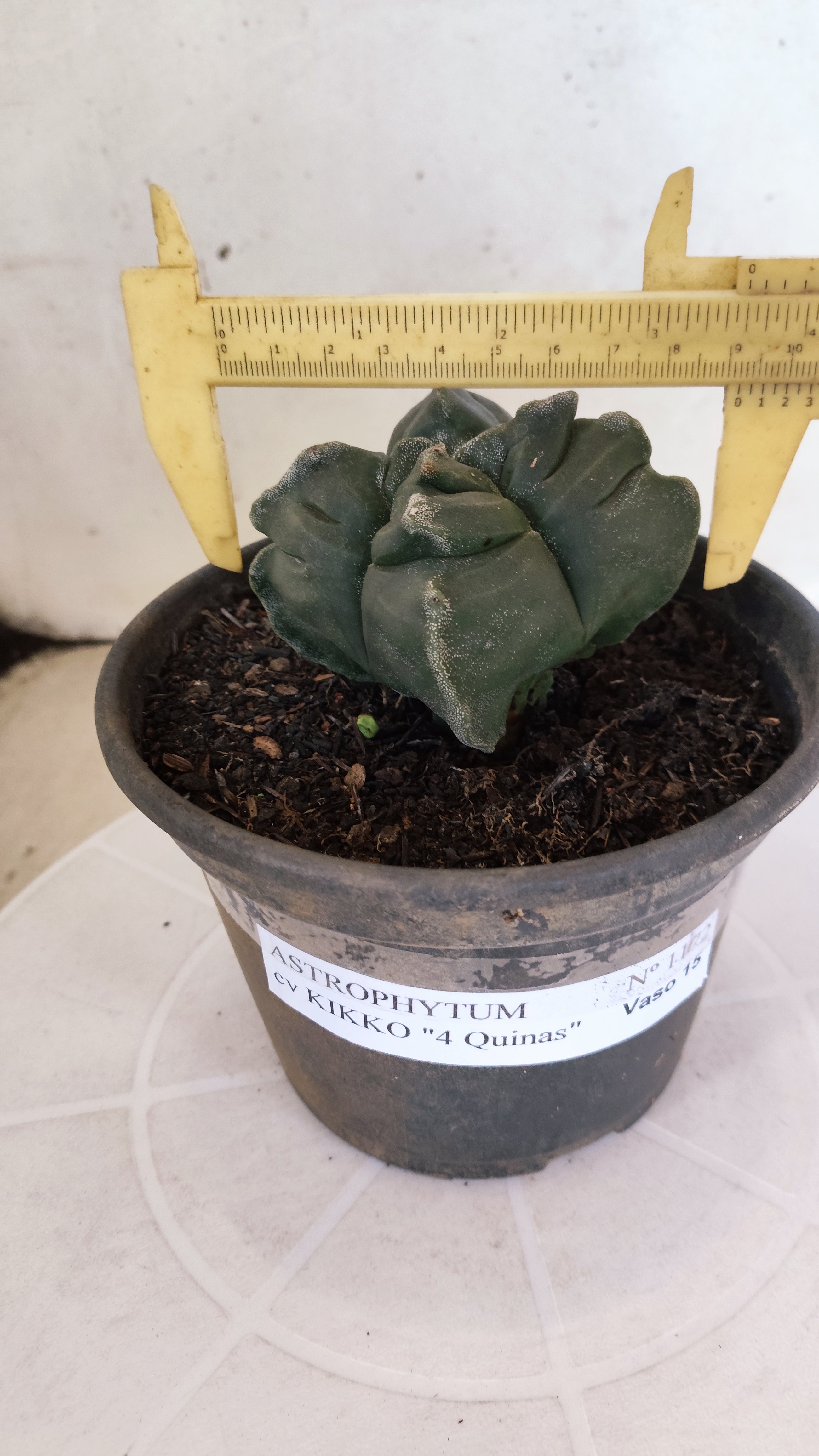 ASTROPHYTUM cv KIKKO "4 Quinas" Nº 1172 – vaso 15