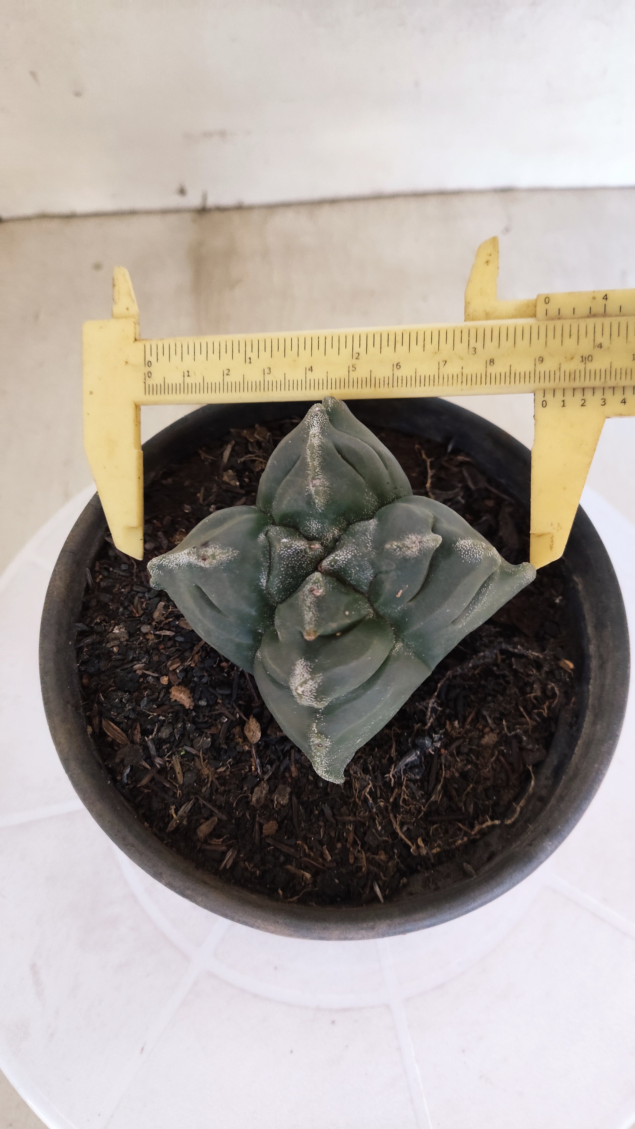 ASTROPHYTUM cv KIKKO "4 Quinas" Nº 1172 – vaso 15