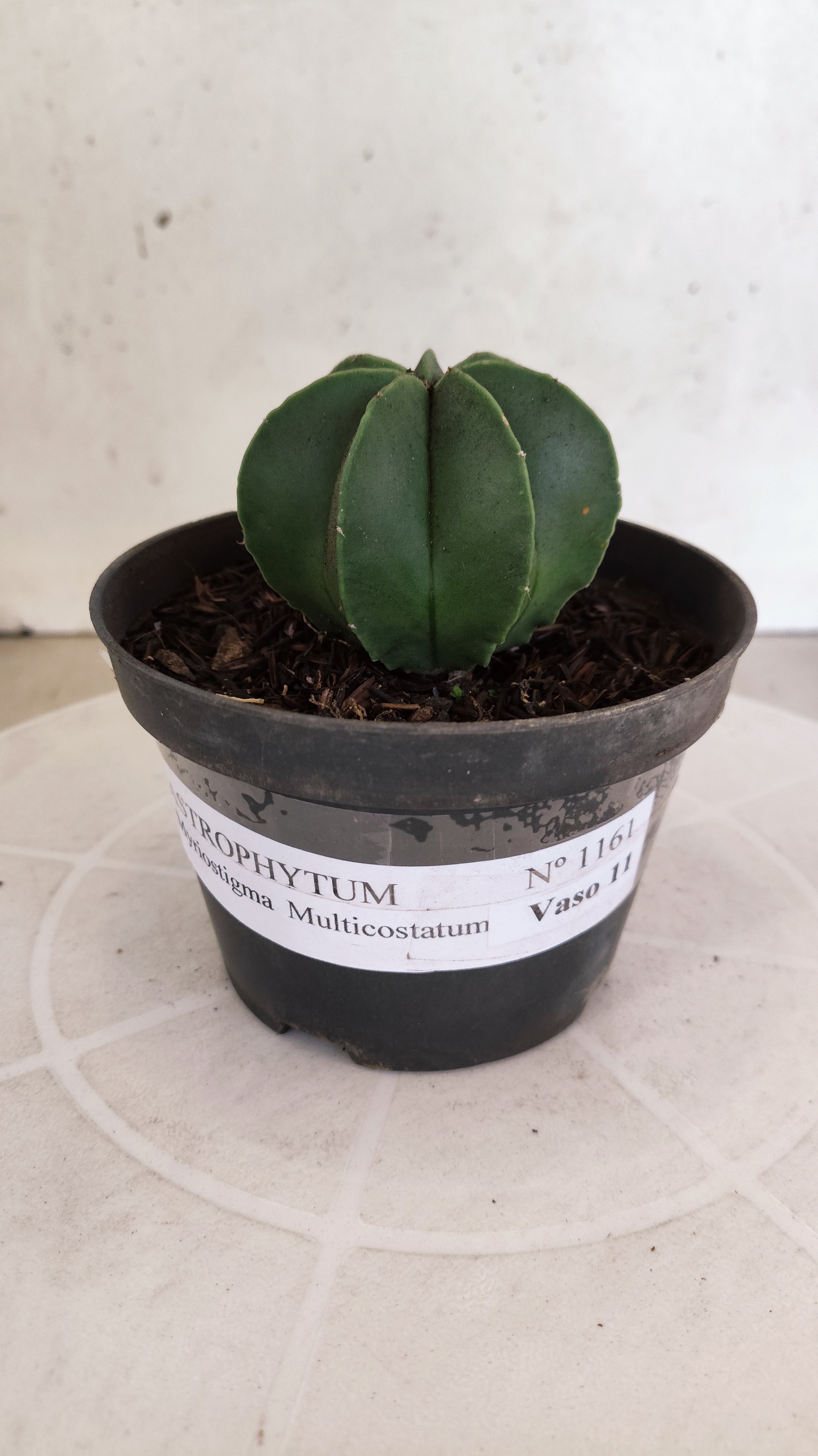 ASTROPHYTUM MYRIOSTIGMA "Multicostatum NUDUM" Nº 1161 – vaso 11