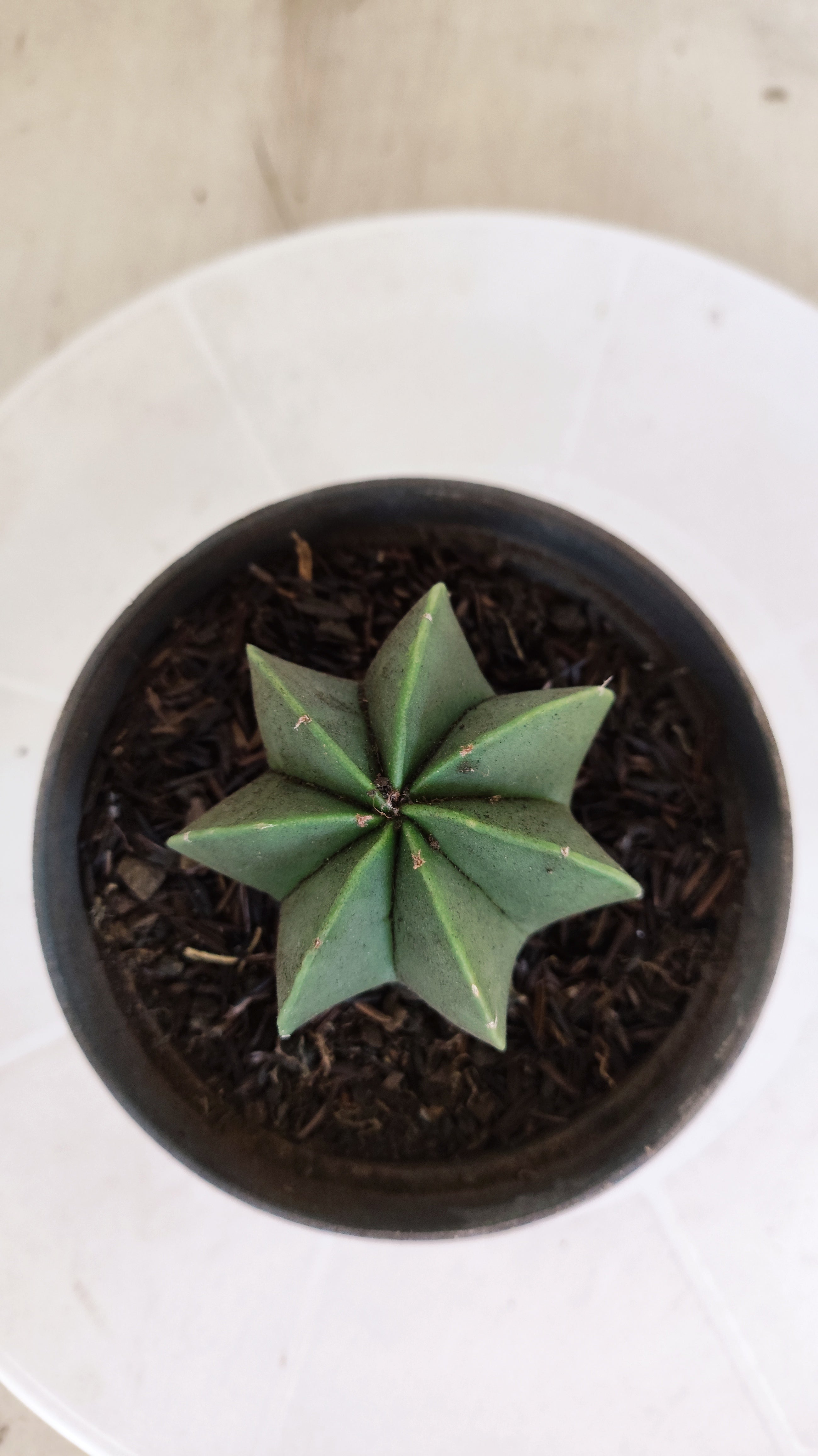 ASTROPHYTUM MYRIOSTIGMA "Multicostatum NUDUM" Nº 1161 – vaso 11