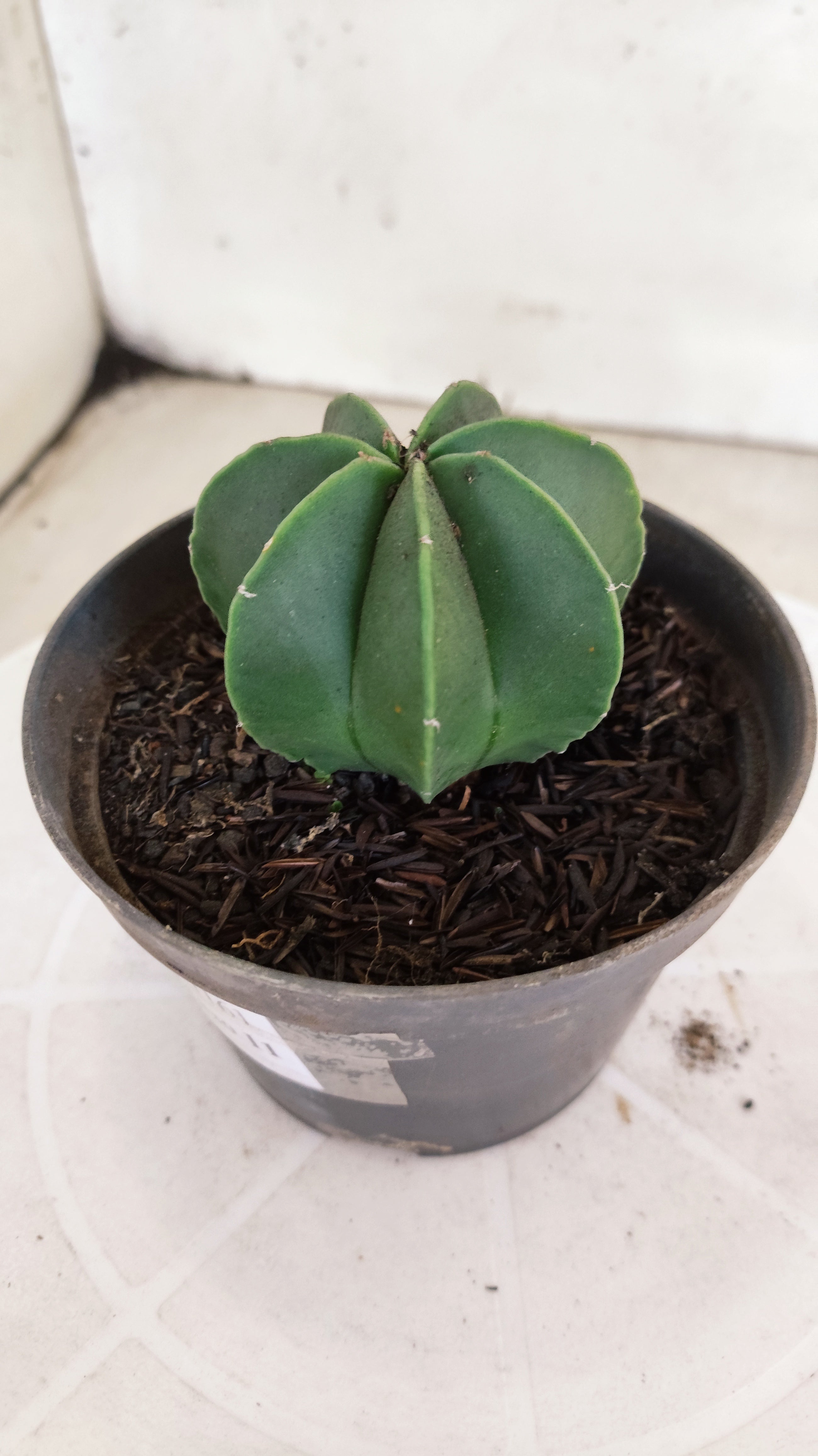 ASTROPHYTUM MYRIOSTIGMA "Multicostatum NUDUM" Nº 1161 – vaso 11
