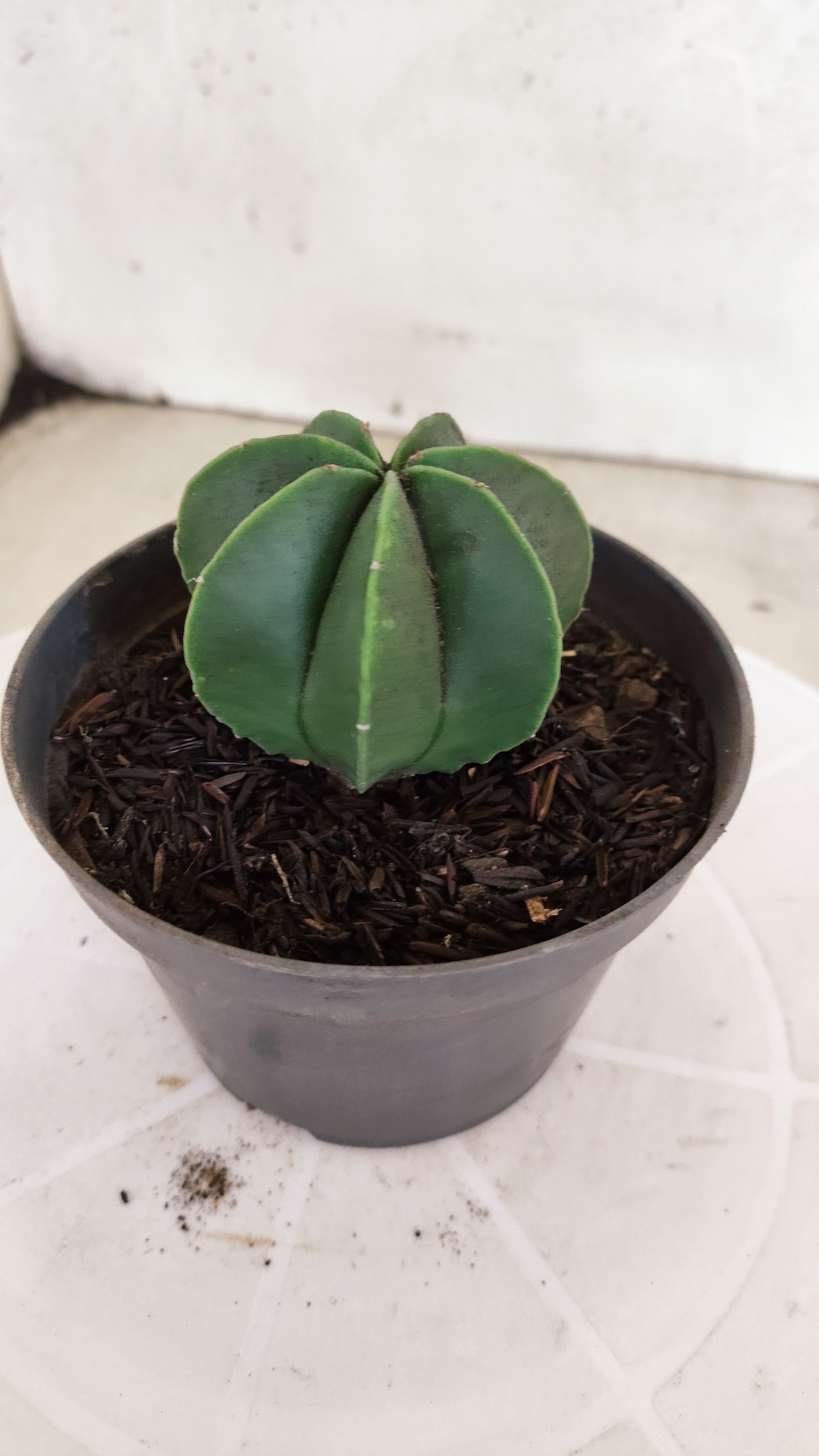 ASTROPHYTUM MYRIOSTIGMA "Multicostatum NUDUM" Nº 1161 – vaso 11