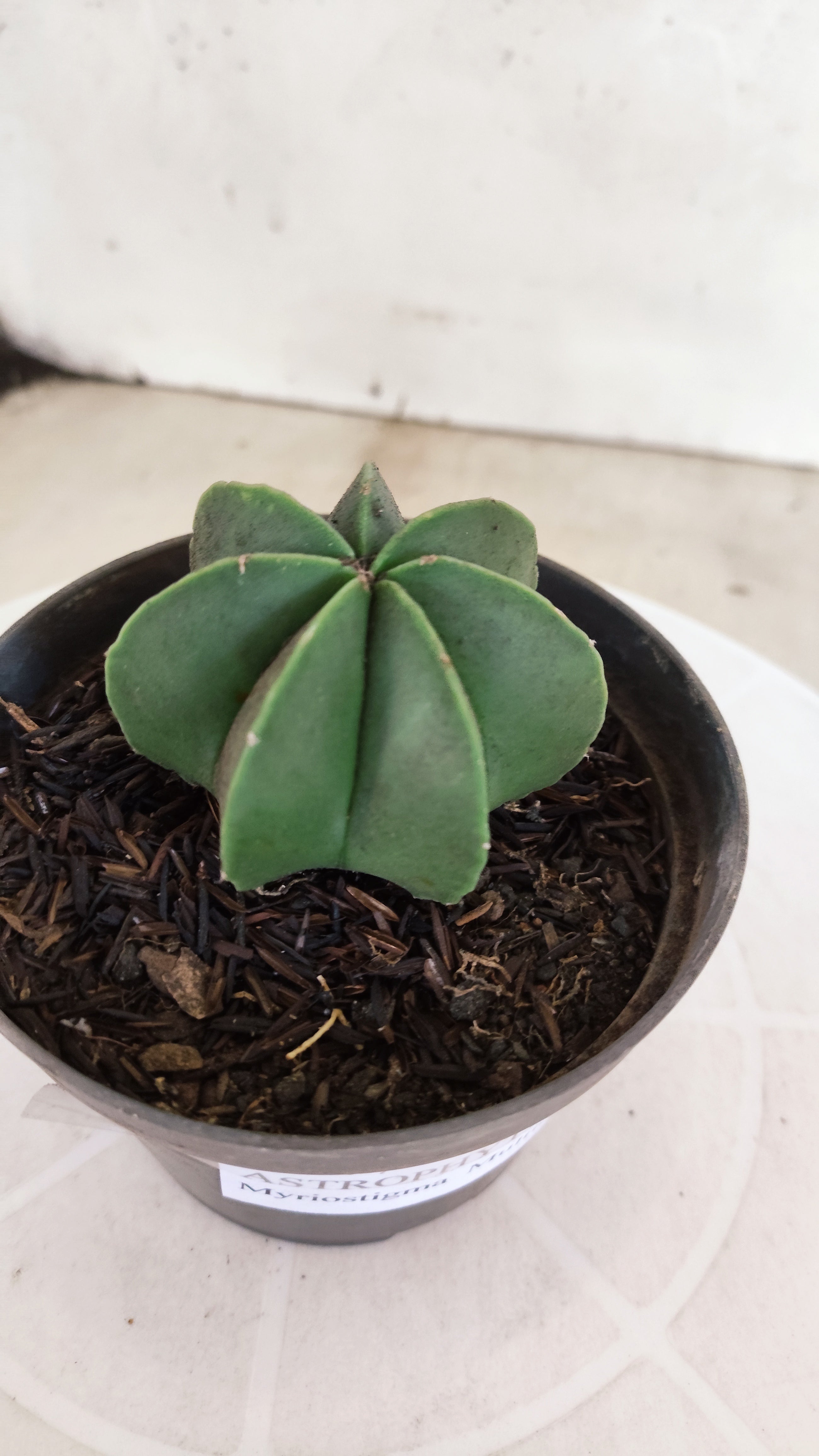 ASTROPHYTUM MYRIOSTIGMA "Multicostatum NUDUM" Nº 1161 – vaso 11