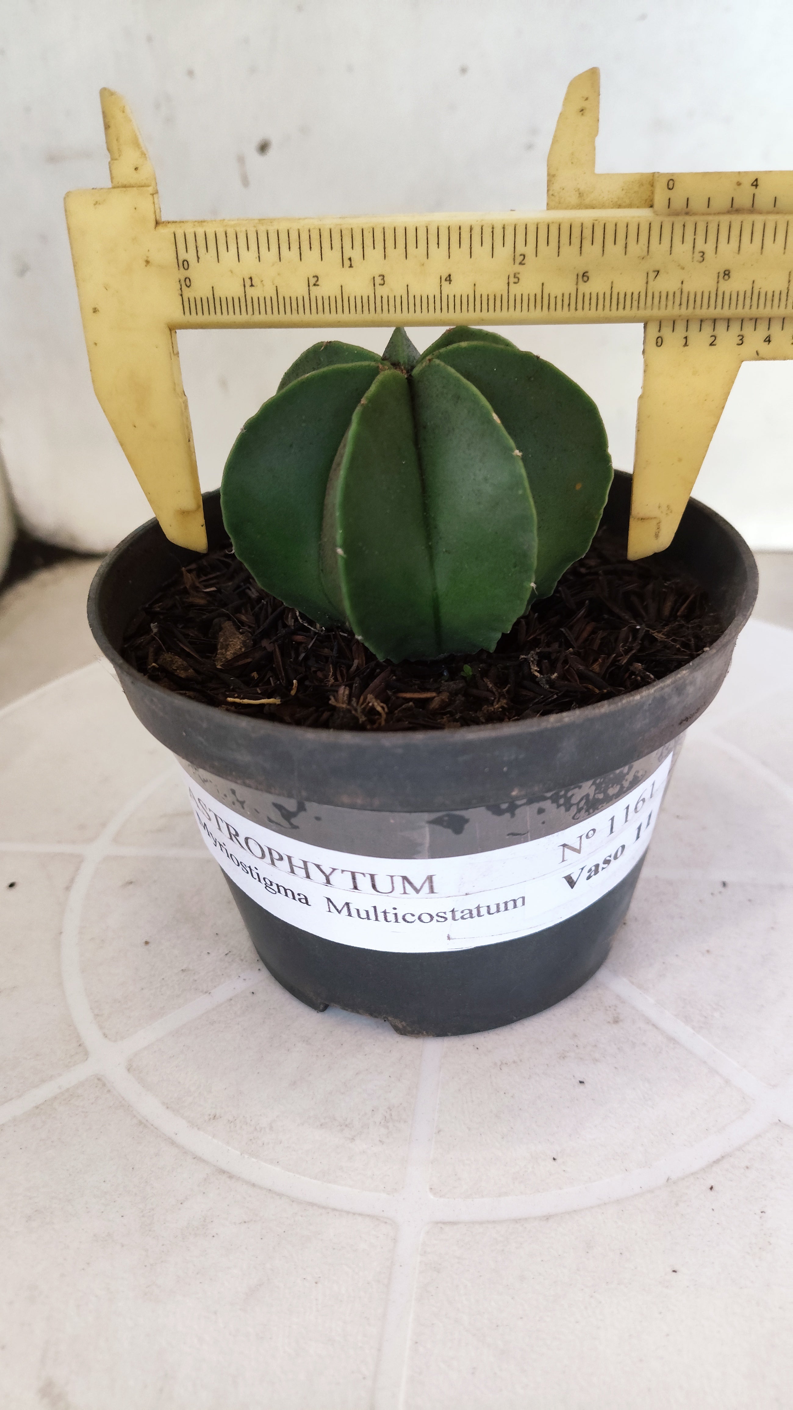 ASTROPHYTUM MYRIOSTIGMA "Multicostatum NUDUM" Nº 1161 – vaso 11