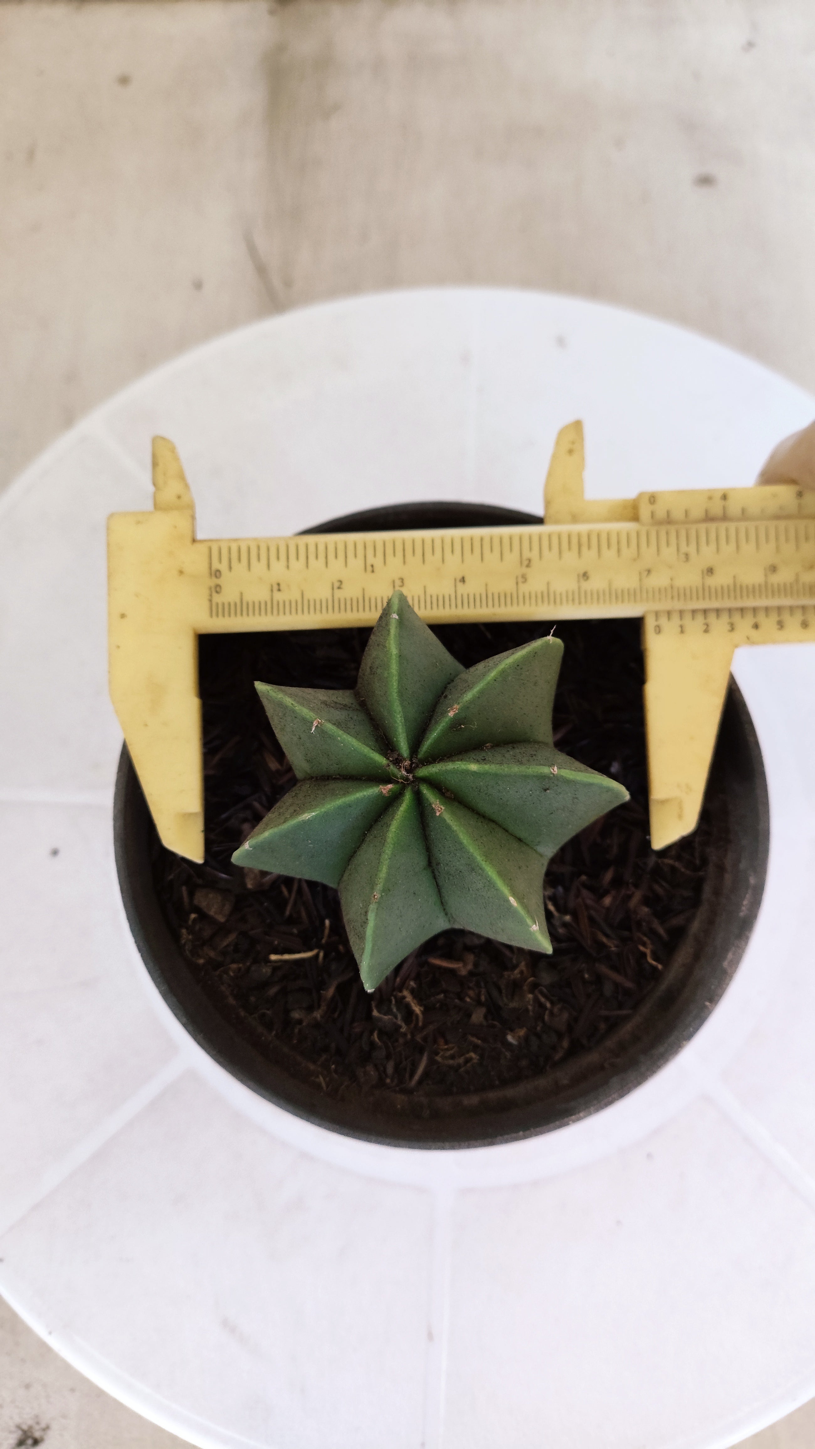 ASTROPHYTUM MYRIOSTIGMA "Multicostatum NUDUM" Nº 1161 – vaso 11
