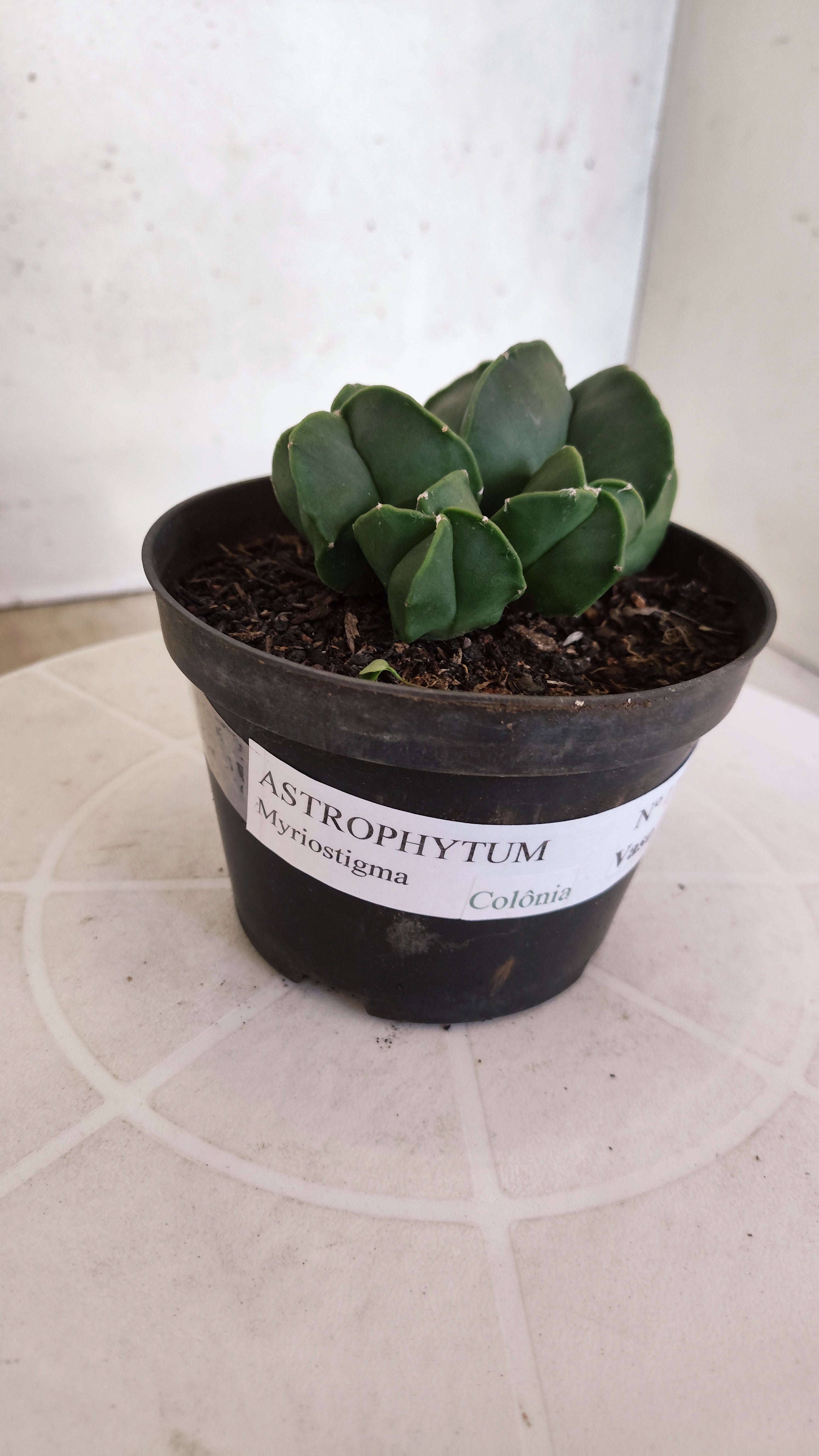 ASTROPHYTUM MYRIOSTIGMA "Colônia Nudum" Nº 1162 – vaso 11
