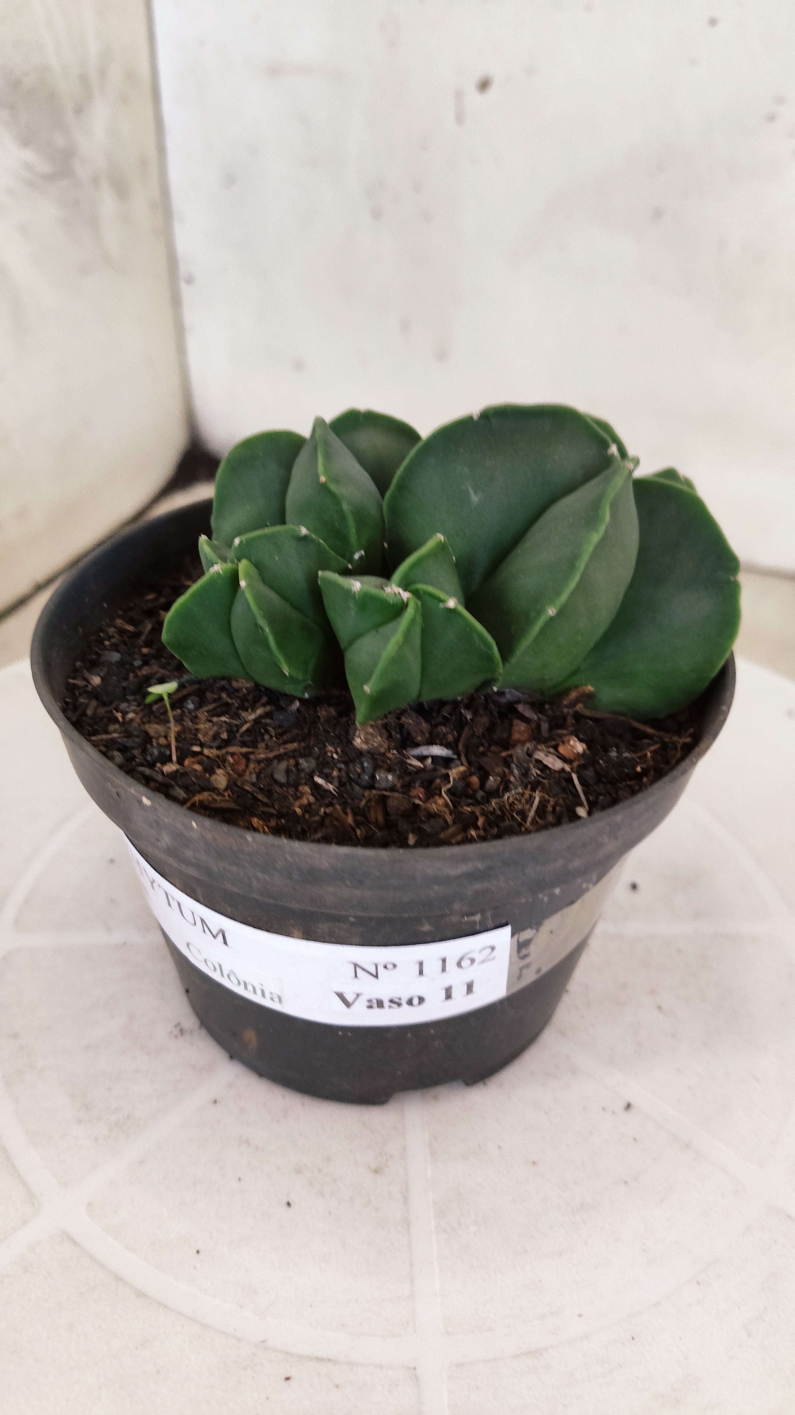 ASTROPHYTUM MYRIOSTIGMA "Colônia Nudum" Nº 1162 – vaso 11