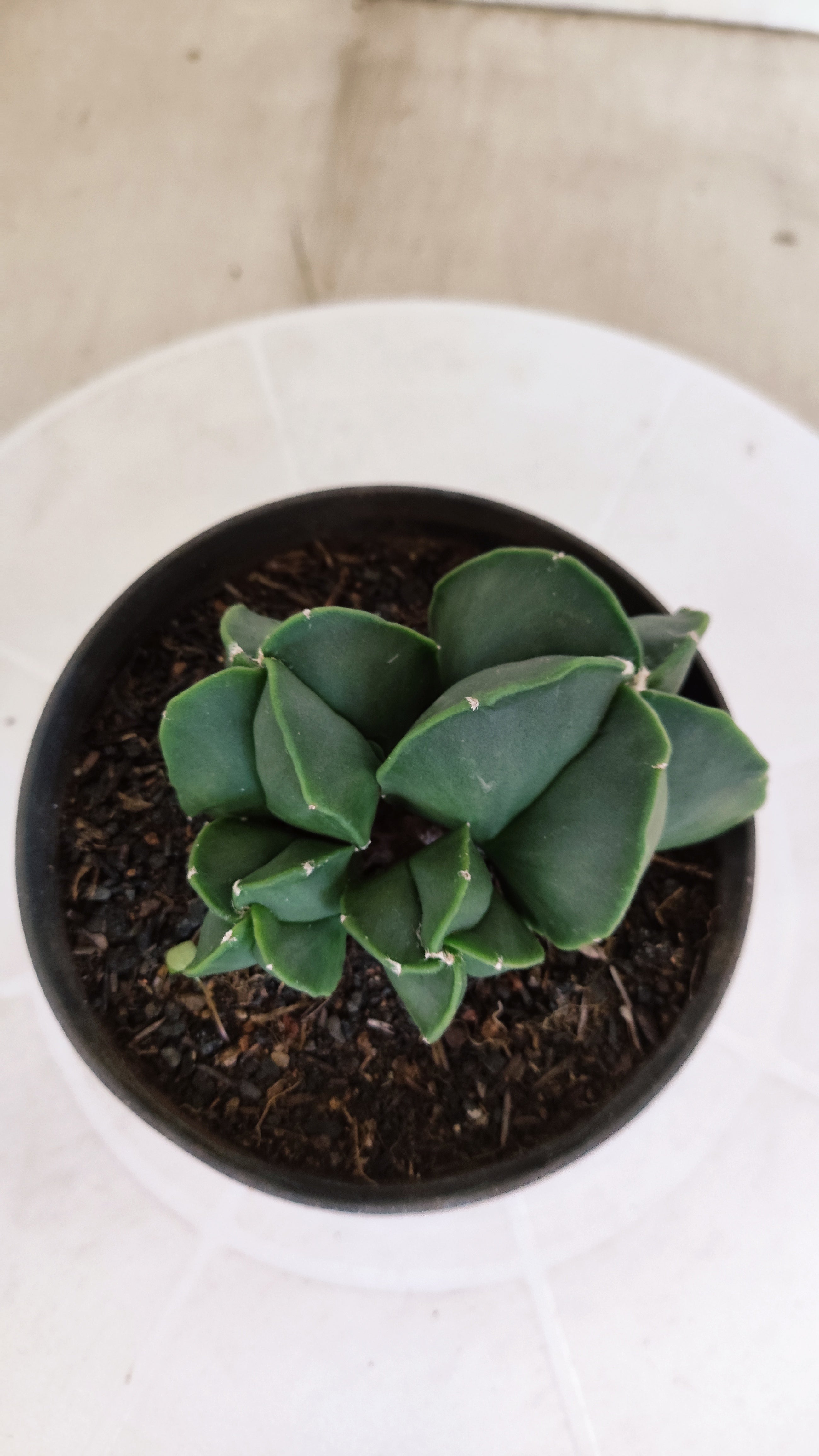 ASTROPHYTUM MYRIOSTIGMA "Colônia Nudum" Nº 1162 – vaso 11