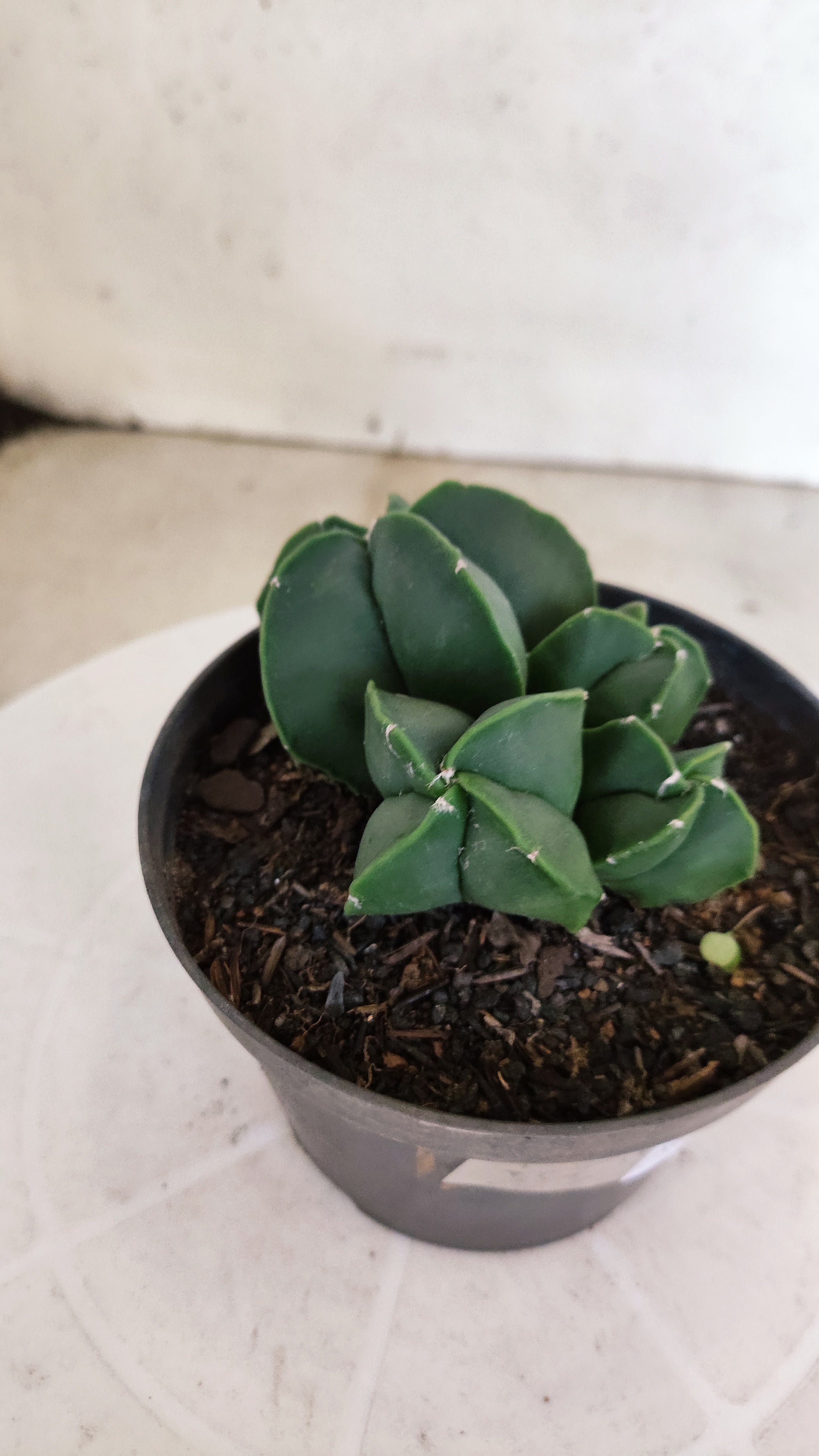 ASTROPHYTUM MYRIOSTIGMA "Colônia Nudum" Nº 1162 – vaso 11