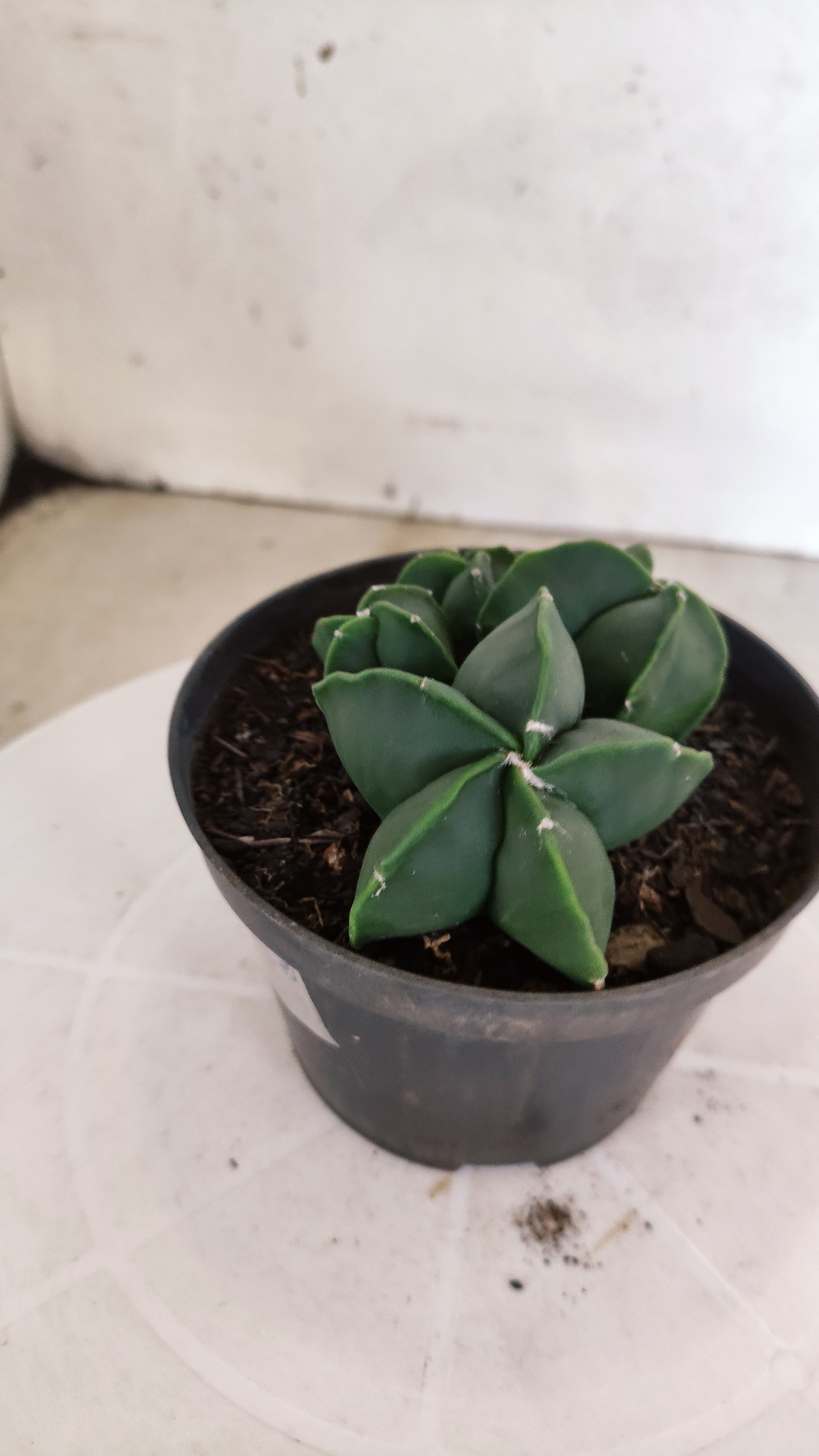ASTROPHYTUM MYRIOSTIGMA "Colônia Nudum" Nº 1162 – vaso 11