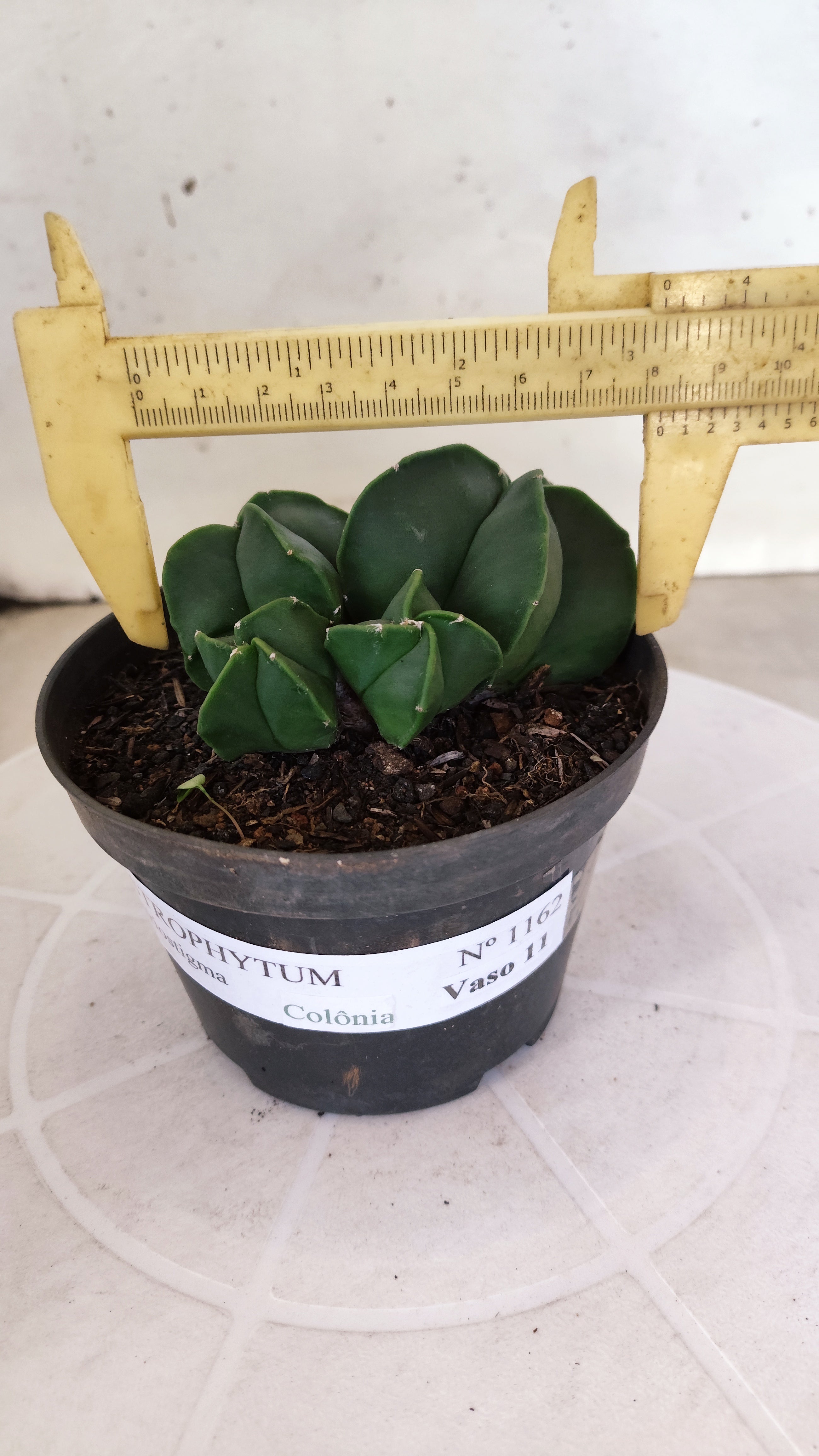 ASTROPHYTUM MYRIOSTIGMA "Colônia Nudum" Nº 1162 – vaso 11