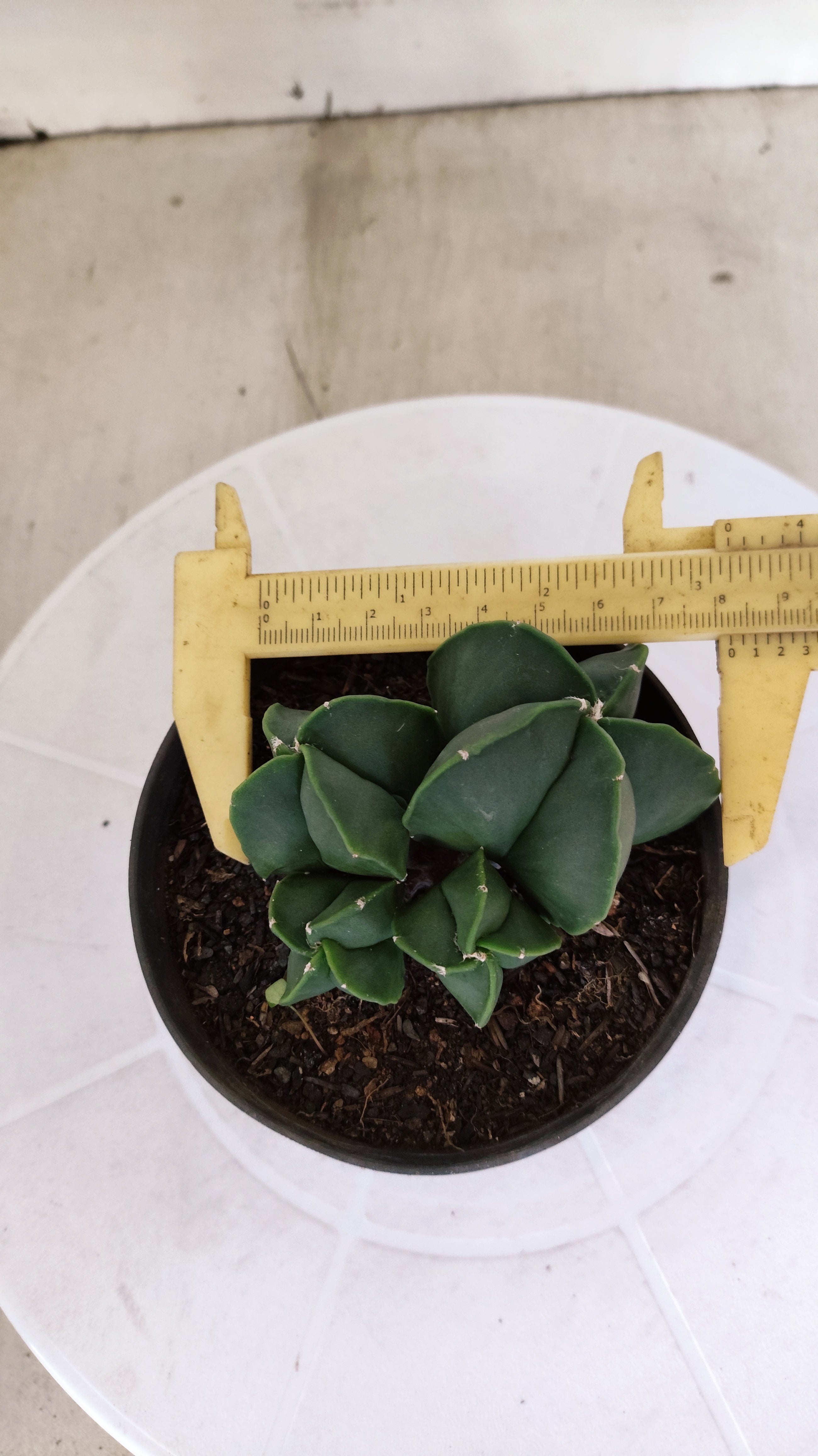 ASTROPHYTUM MYRIOSTIGMA "Colônia Nudum" Nº 1162 – vaso 11