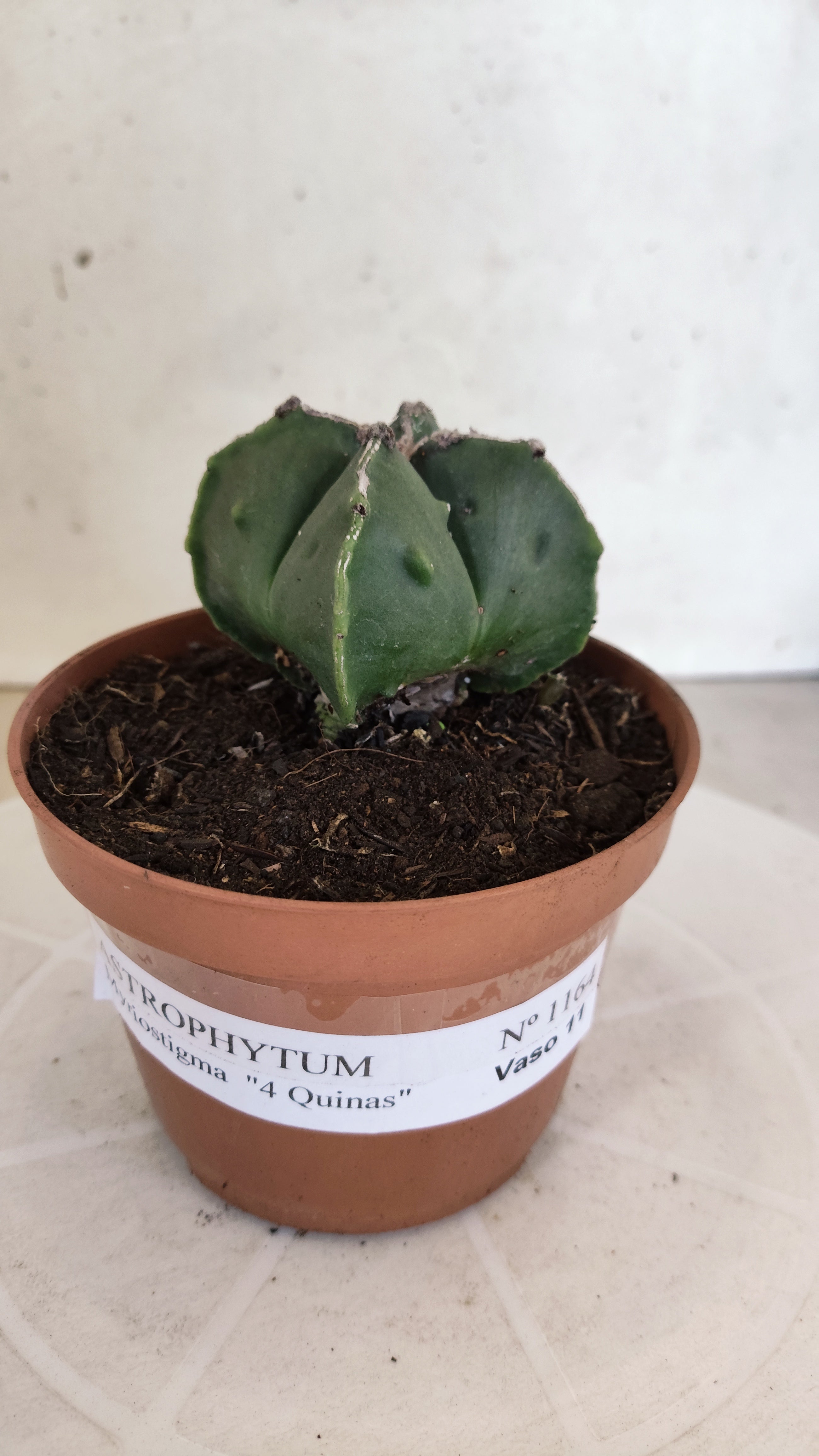 ASTROPHYTUM MYRIOSTIGMA "4 Quinas" Nº 1164 – vaso 11