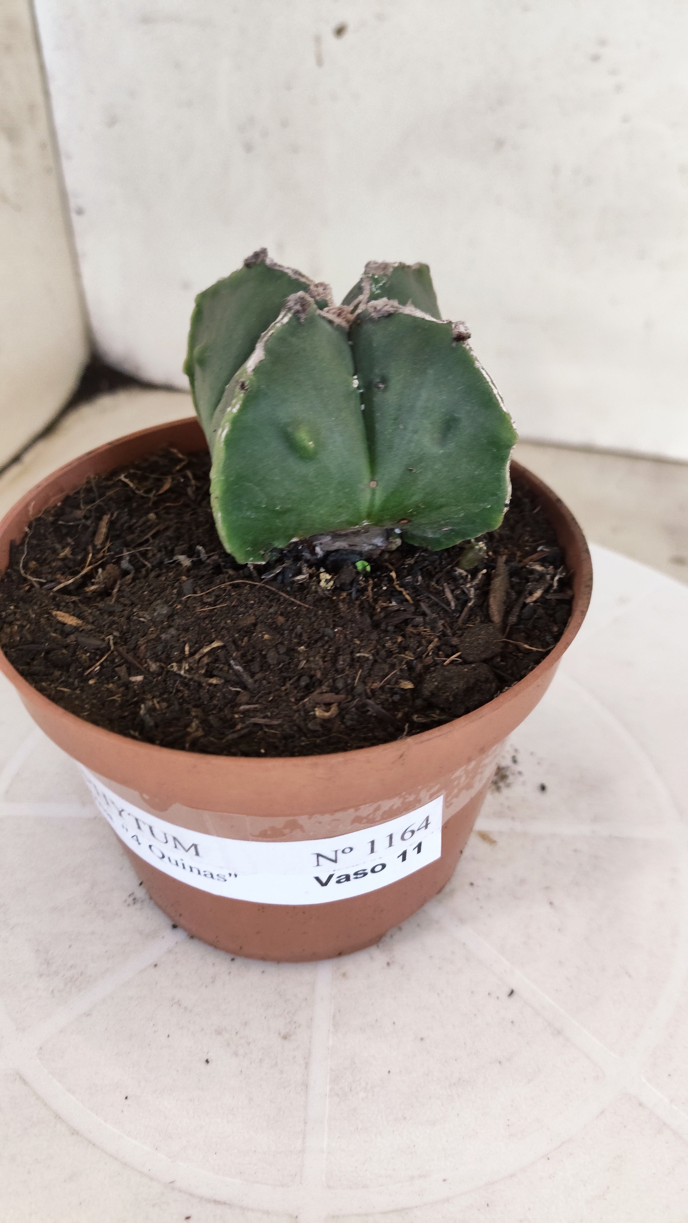 ASTROPHYTUM MYRIOSTIGMA "4 Quinas" Nº 1164 – vaso 11