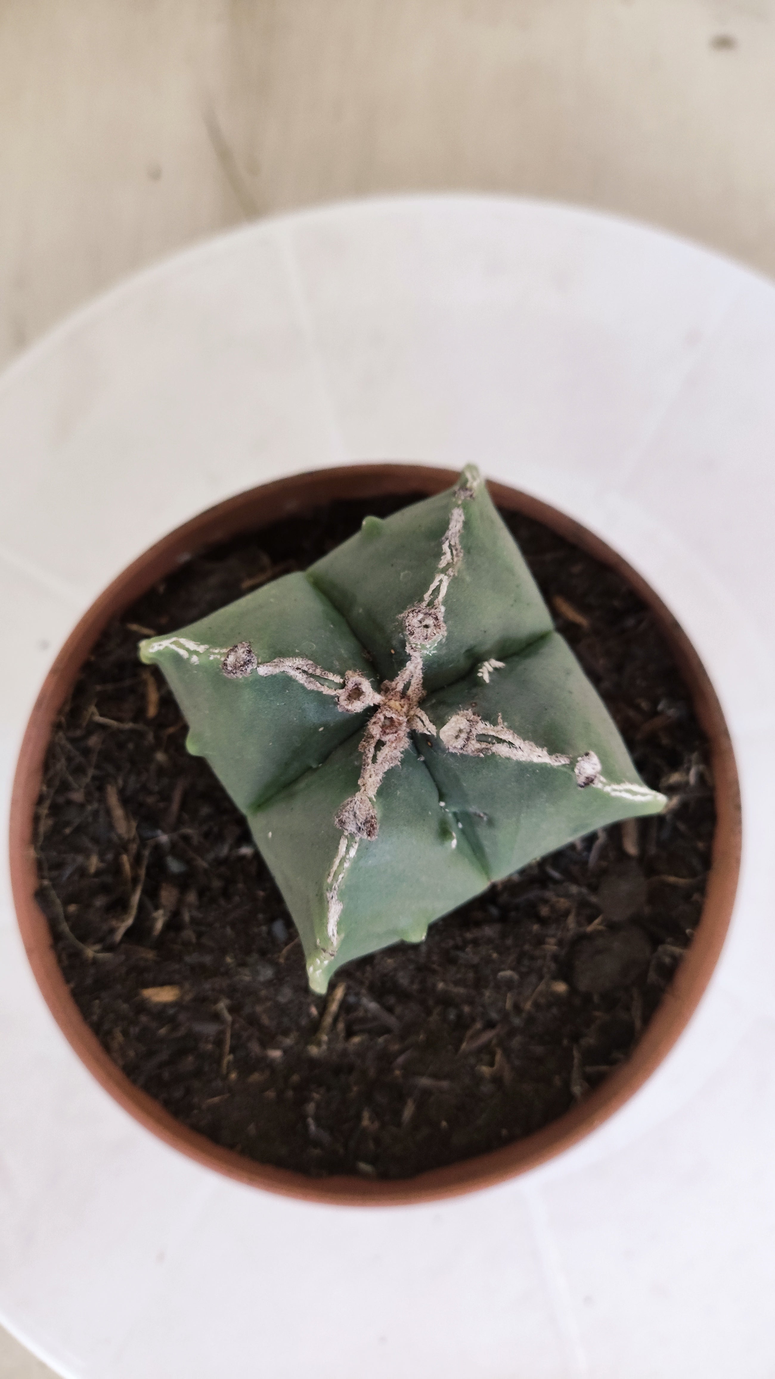 ASTROPHYTUM MYRIOSTIGMA "4 Quinas" Nº 1164 – vaso 11