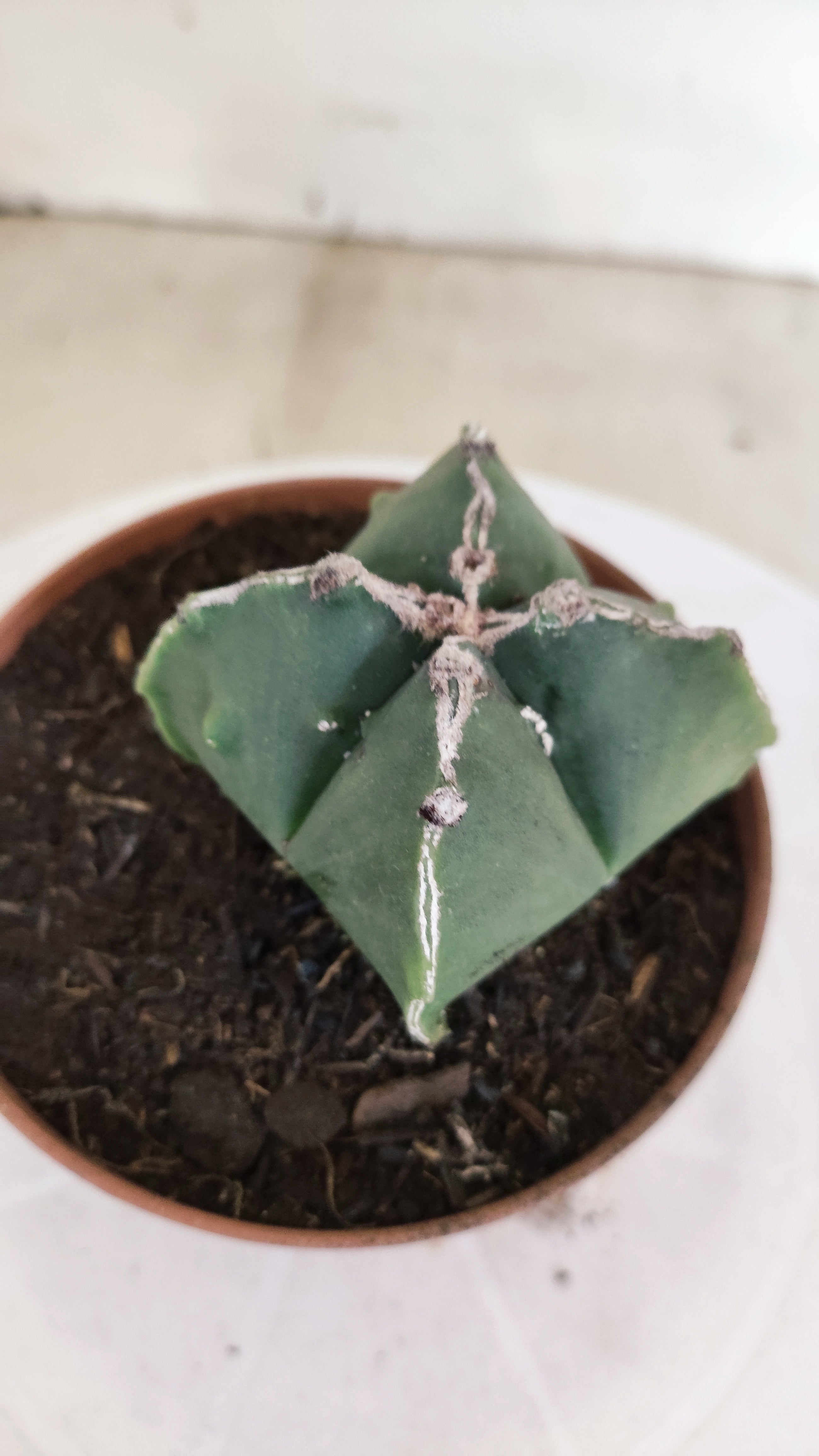 ASTROPHYTUM MYRIOSTIGMA "4 Quinas" Nº 1164 – vaso 11