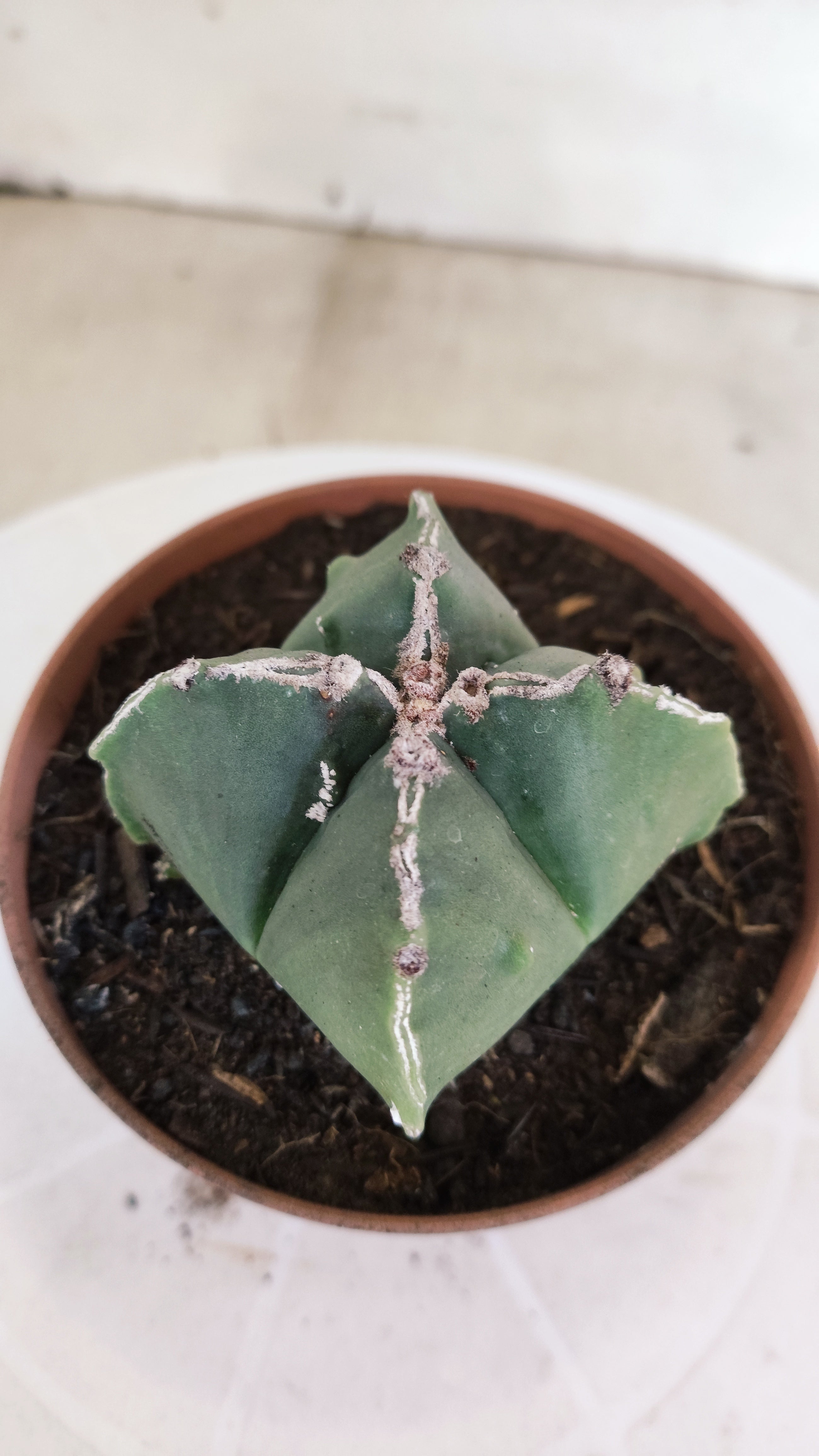 ASTROPHYTUM MYRIOSTIGMA "4 Quinas" Nº 1164 – vaso 11