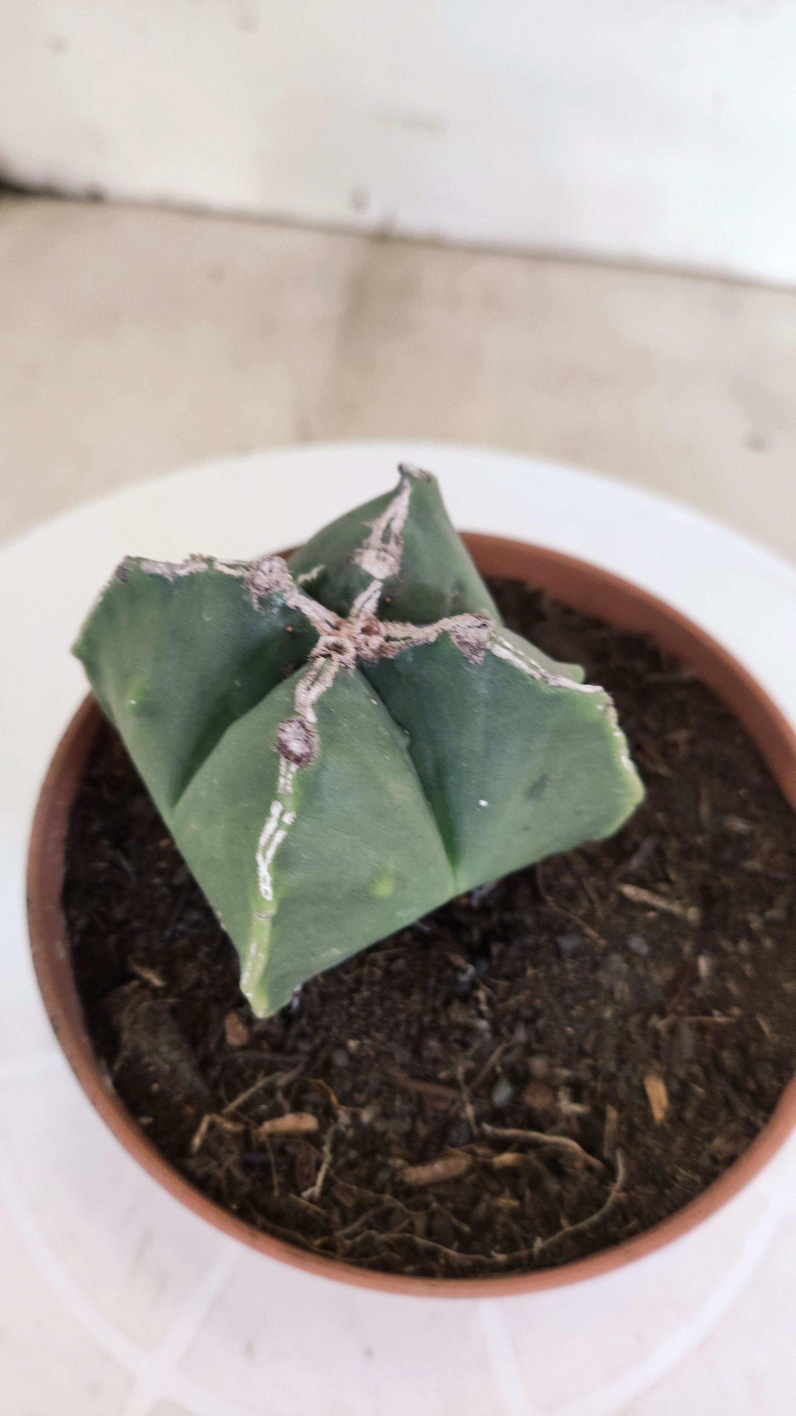 ASTROPHYTUM MYRIOSTIGMA "4 Quinas" Nº 1164 – vaso 11