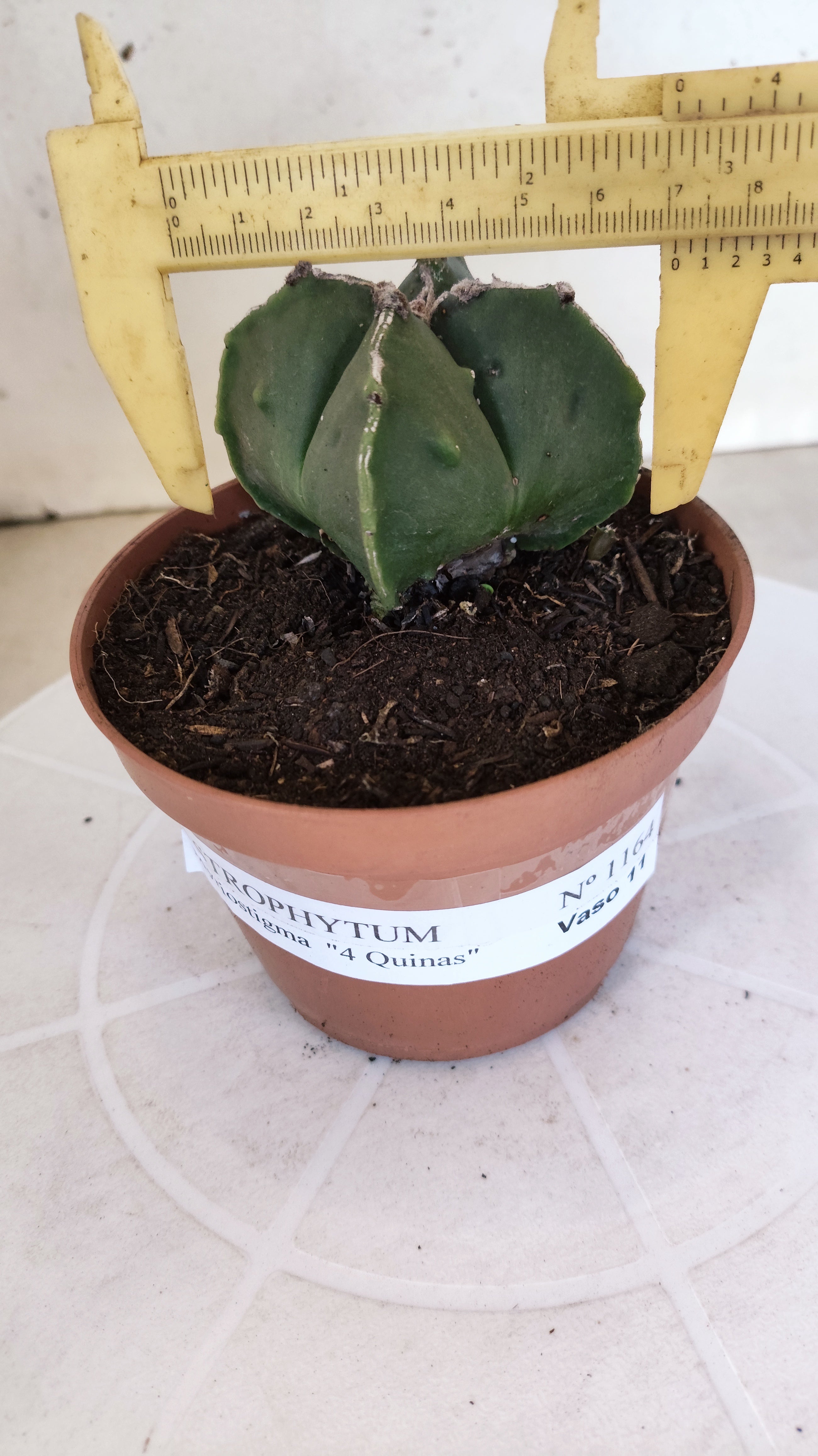 ASTROPHYTUM MYRIOSTIGMA "4 Quinas" Nº 1164 – vaso 11