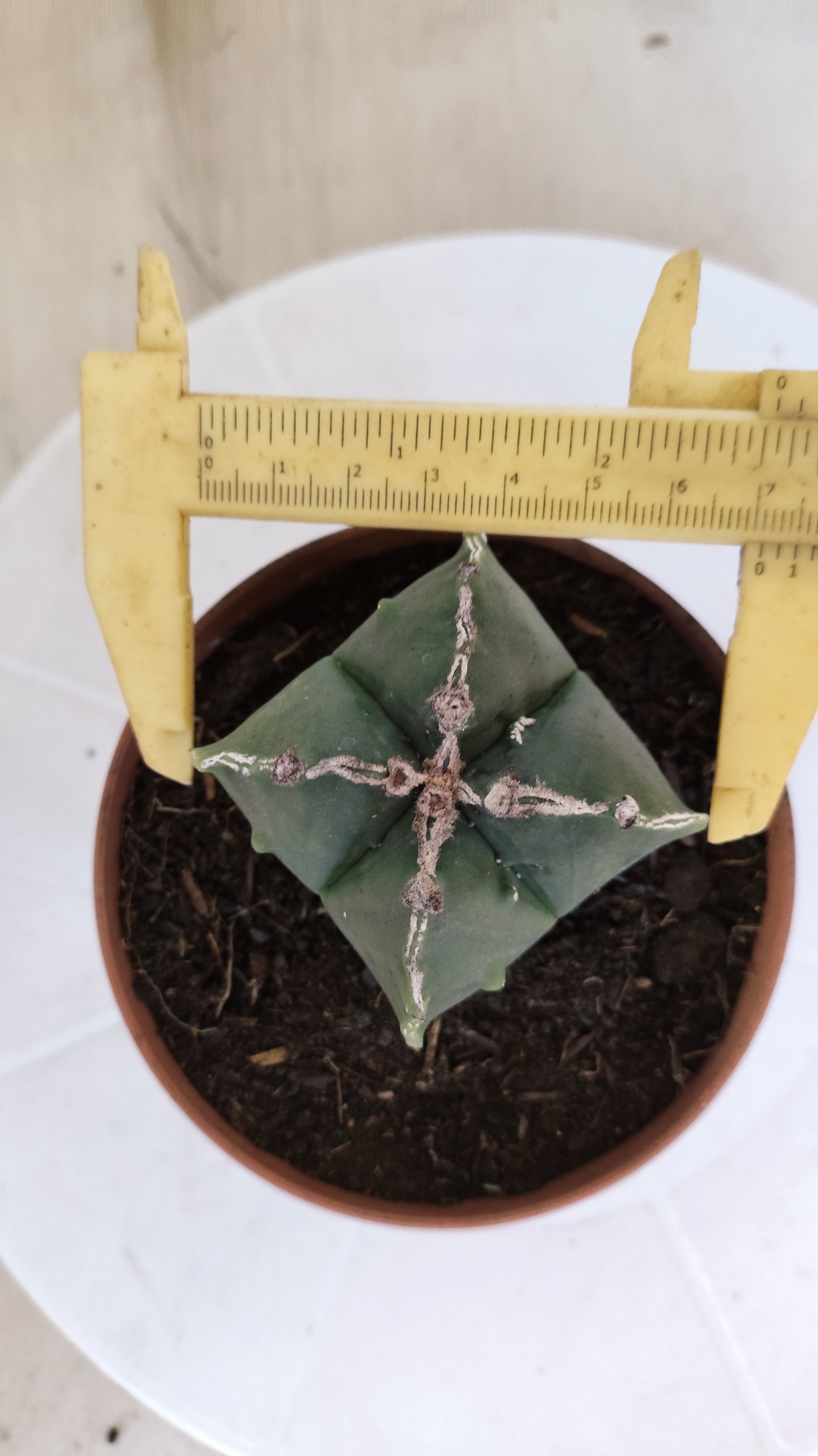 ASTROPHYTUM MYRIOSTIGMA "4 Quinas" Nº 1164 – vaso 11