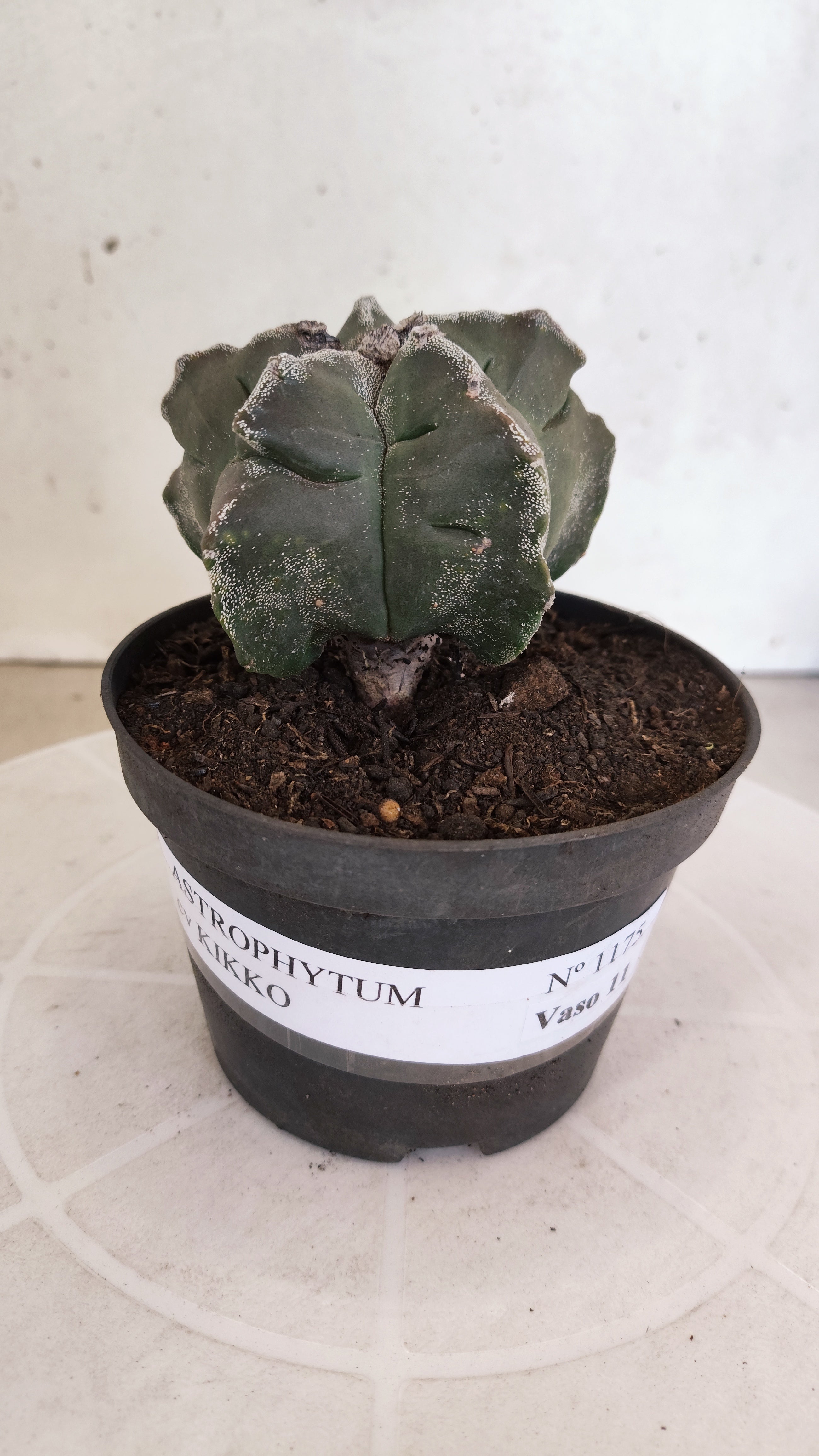 ASTROPHYTUM cv KIKKO  Nº 1175 – vaso 11