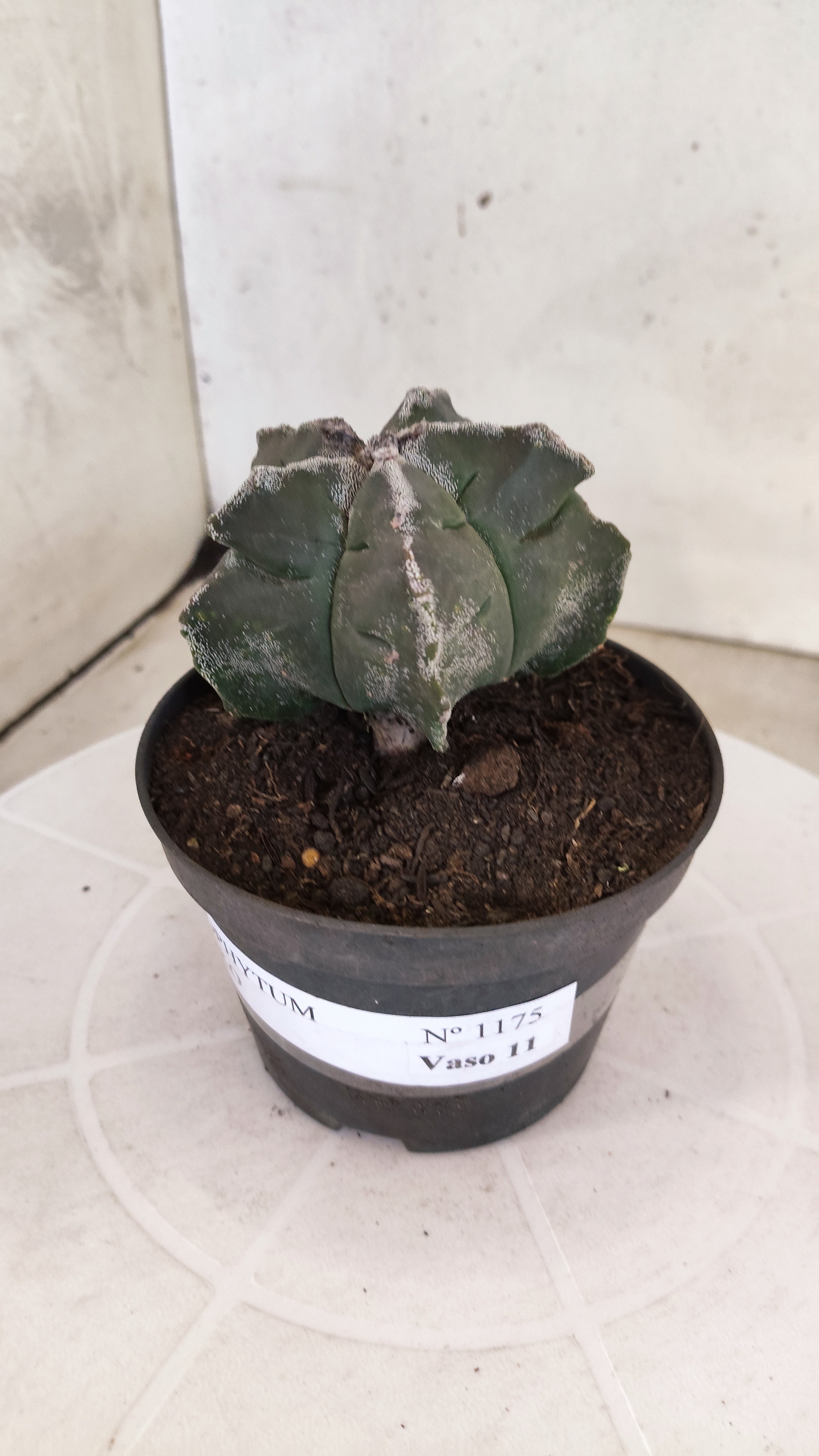 ASTROPHYTUM cv KIKKO  Nº 1175 – vaso 11