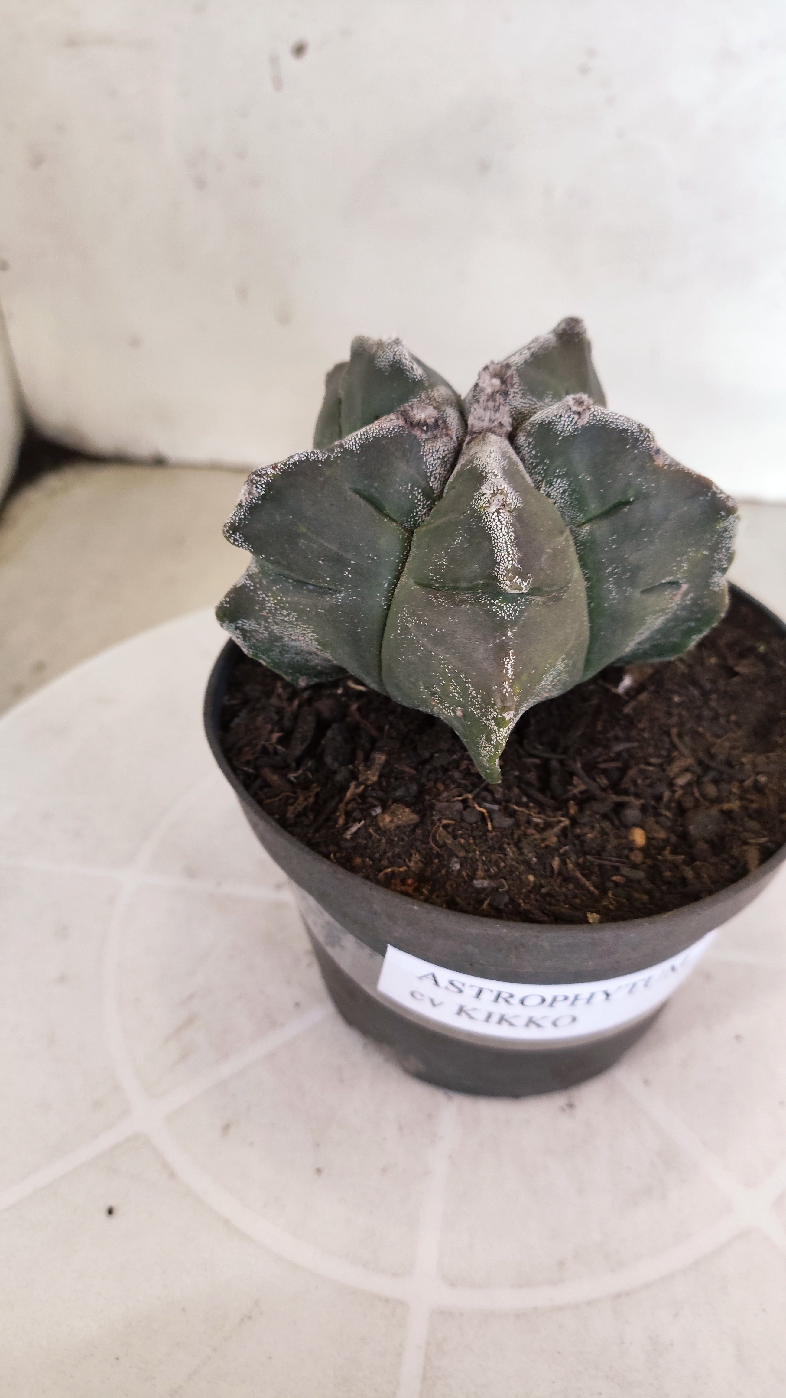 ASTROPHYTUM cv KIKKO  Nº 1175 – vaso 11