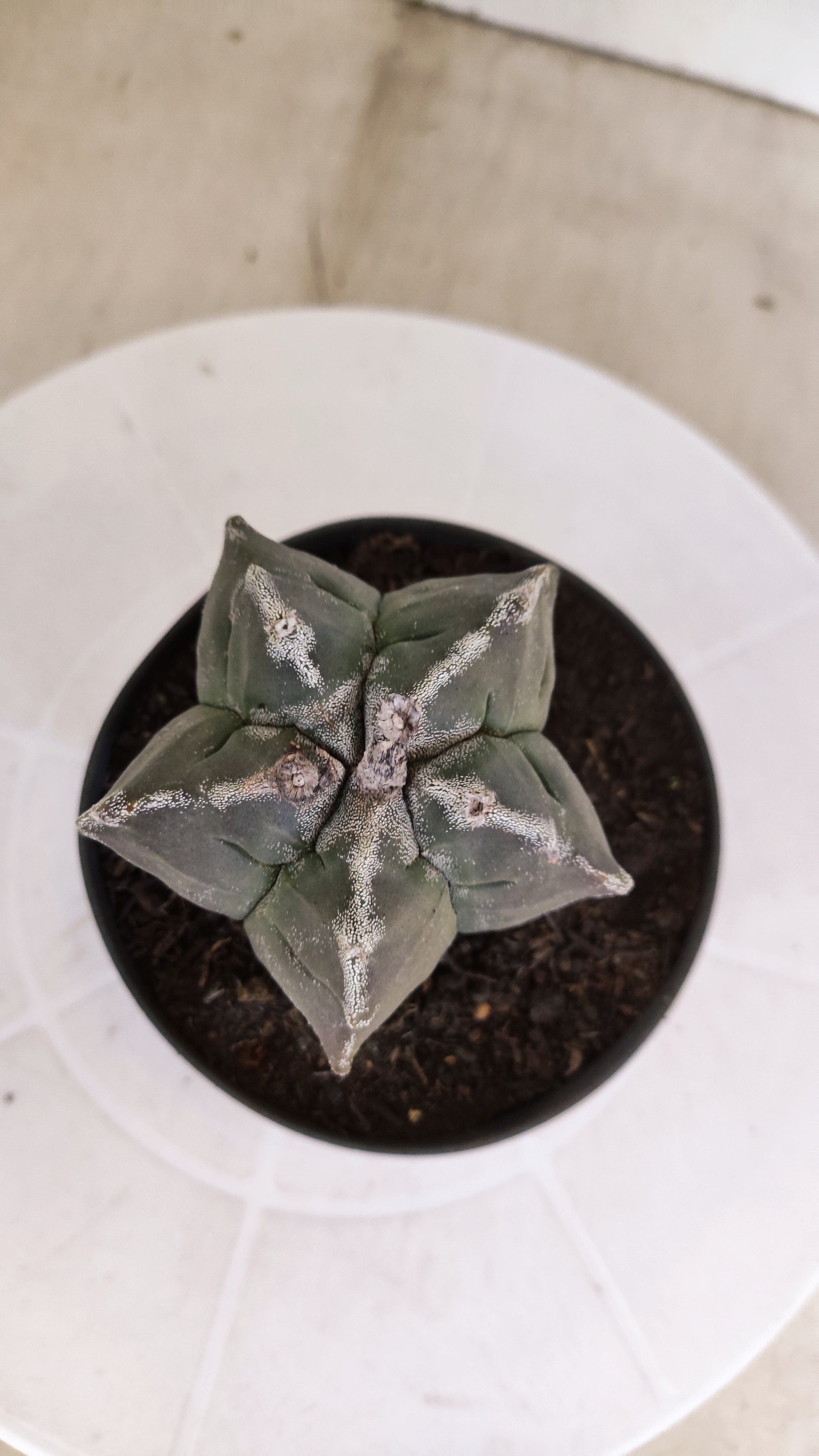 ASTROPHYTUM cv KIKKO  Nº 1175 – vaso 11