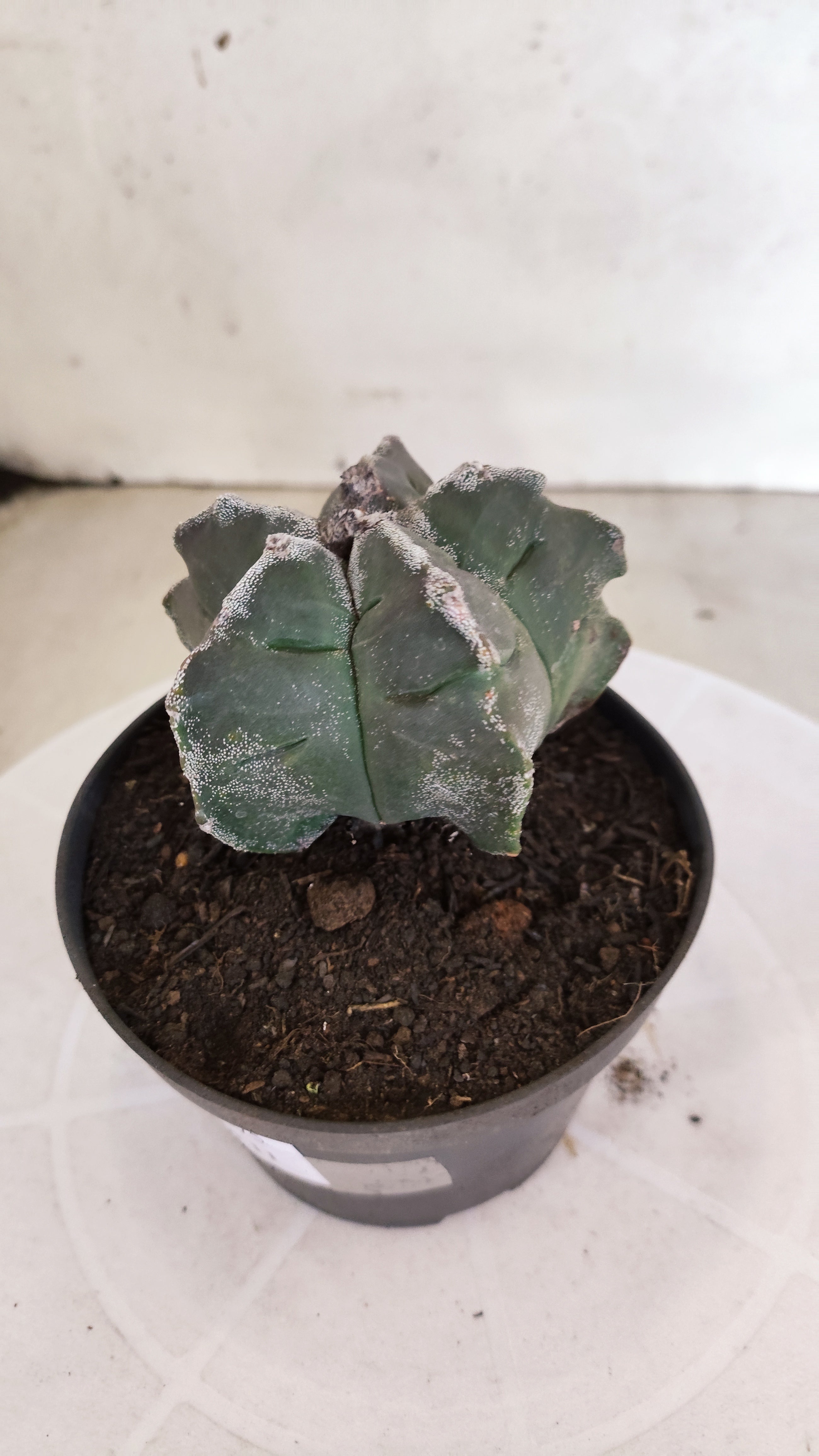 ASTROPHYTUM cv KIKKO  Nº 1175 – vaso 11