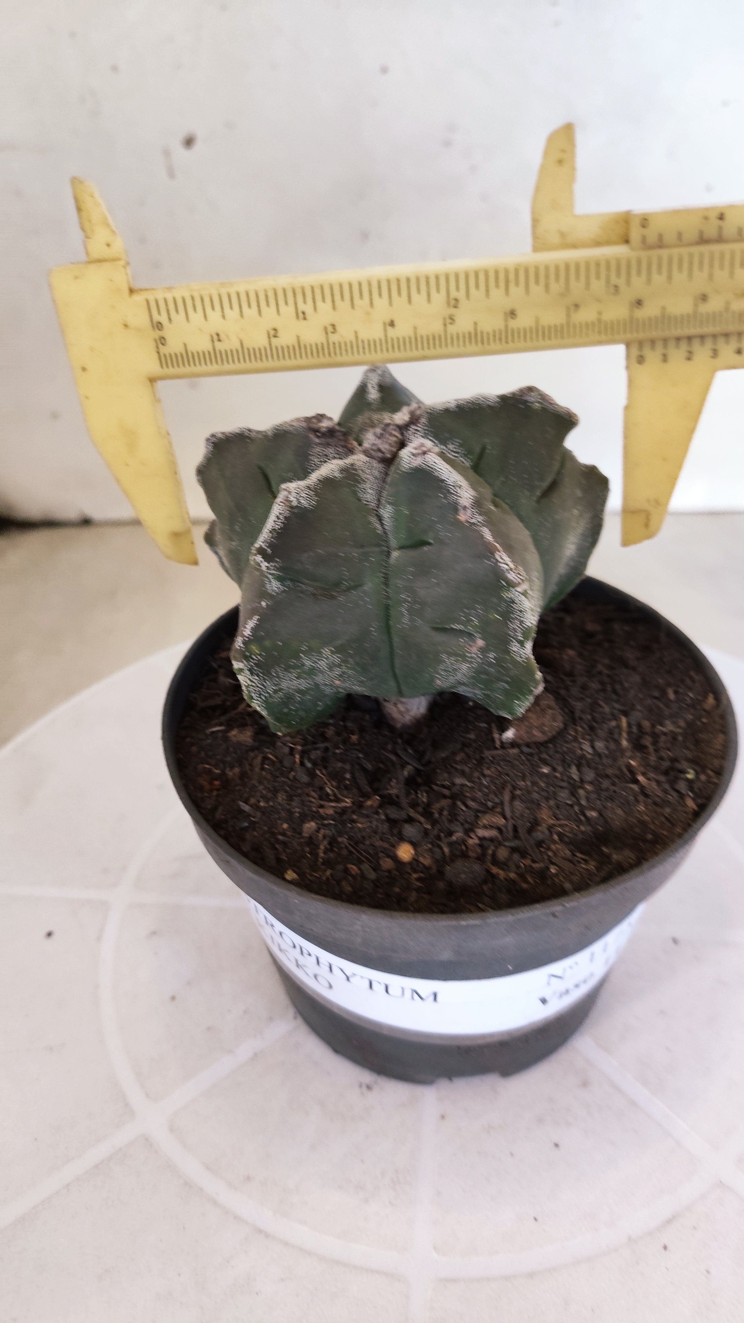 ASTROPHYTUM cv KIKKO  Nº 1175 – vaso 11