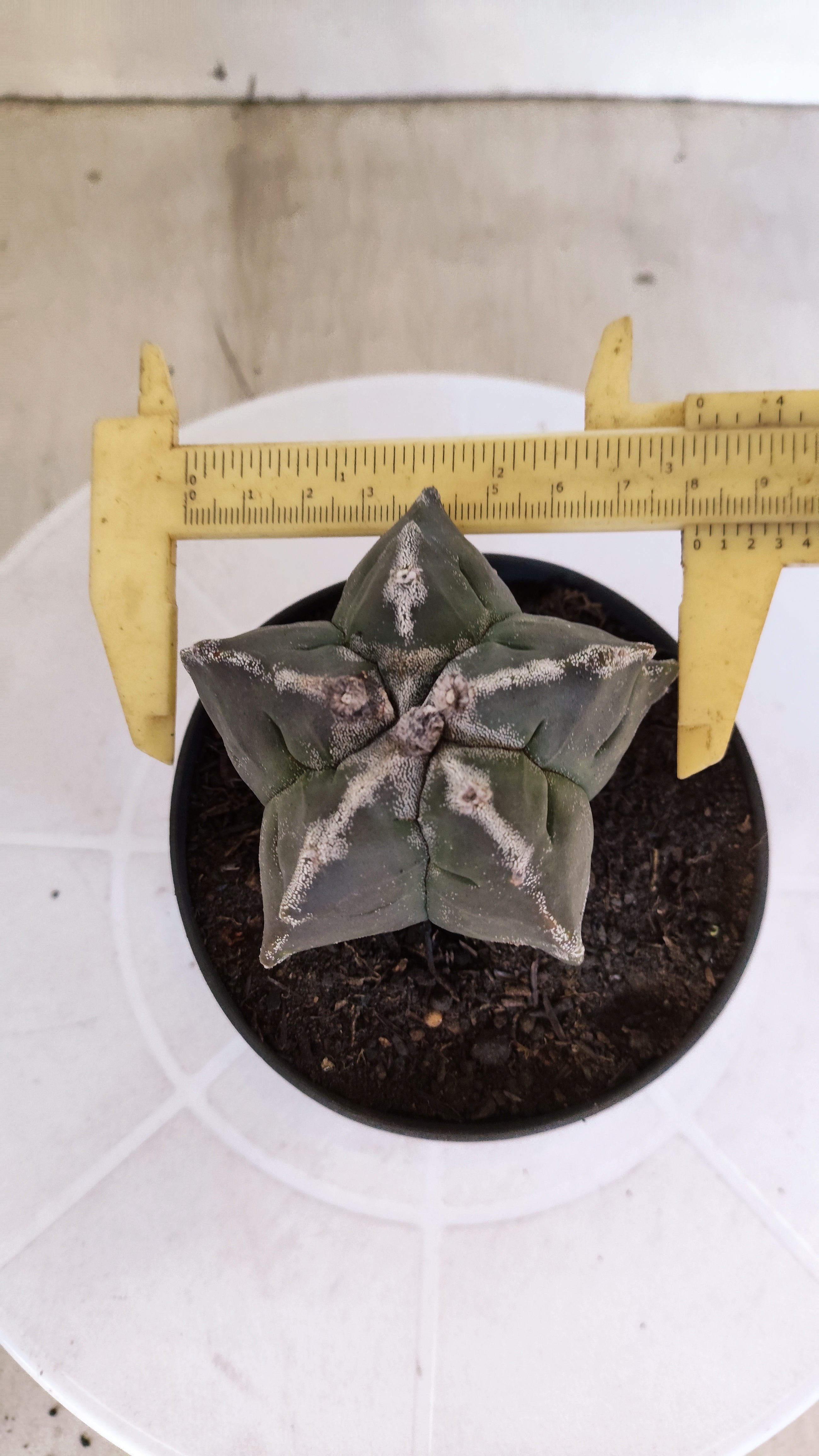 ASTROPHYTUM cv KIKKO  Nº 1175 – vaso 11