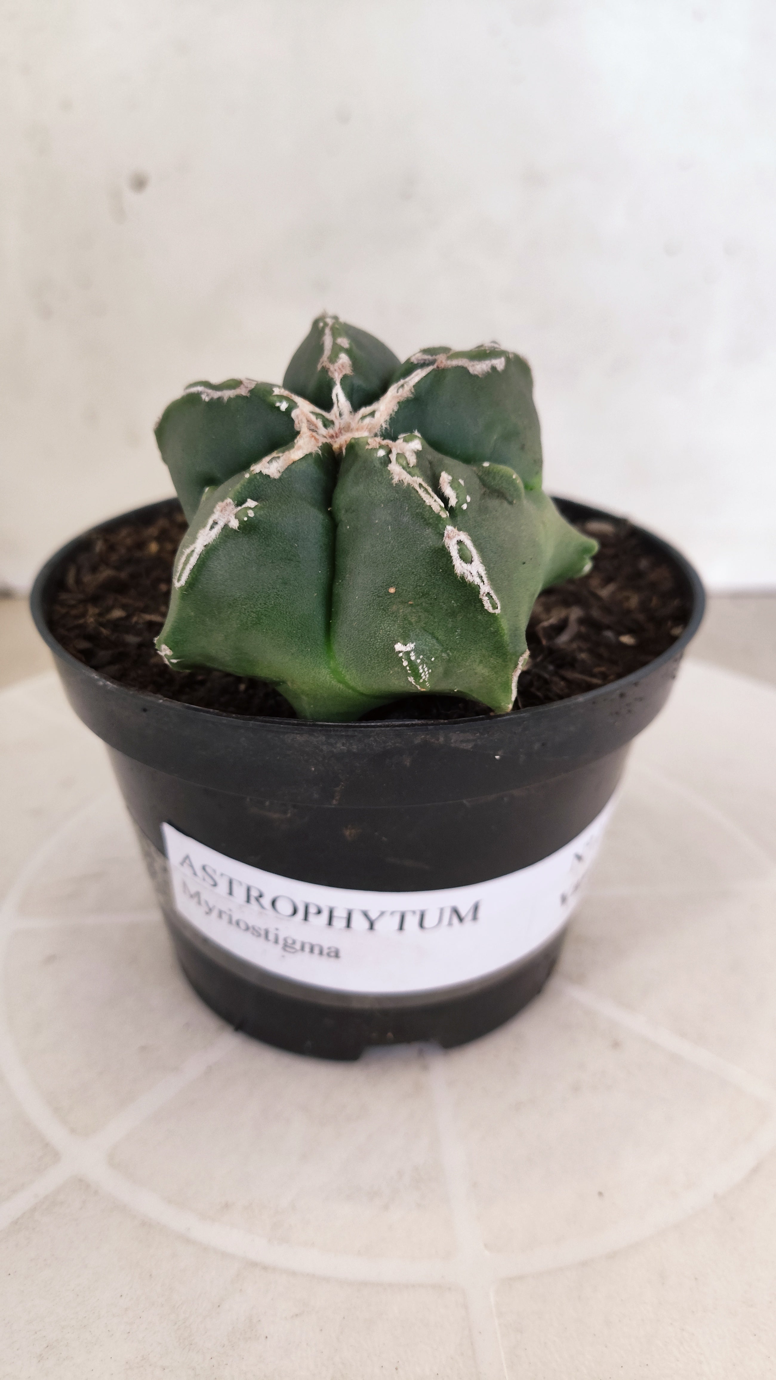 ASTROPHYTUM MYRIOSTIGMA "Hakkun - Hakujo" Nº 1176 – vaso 11