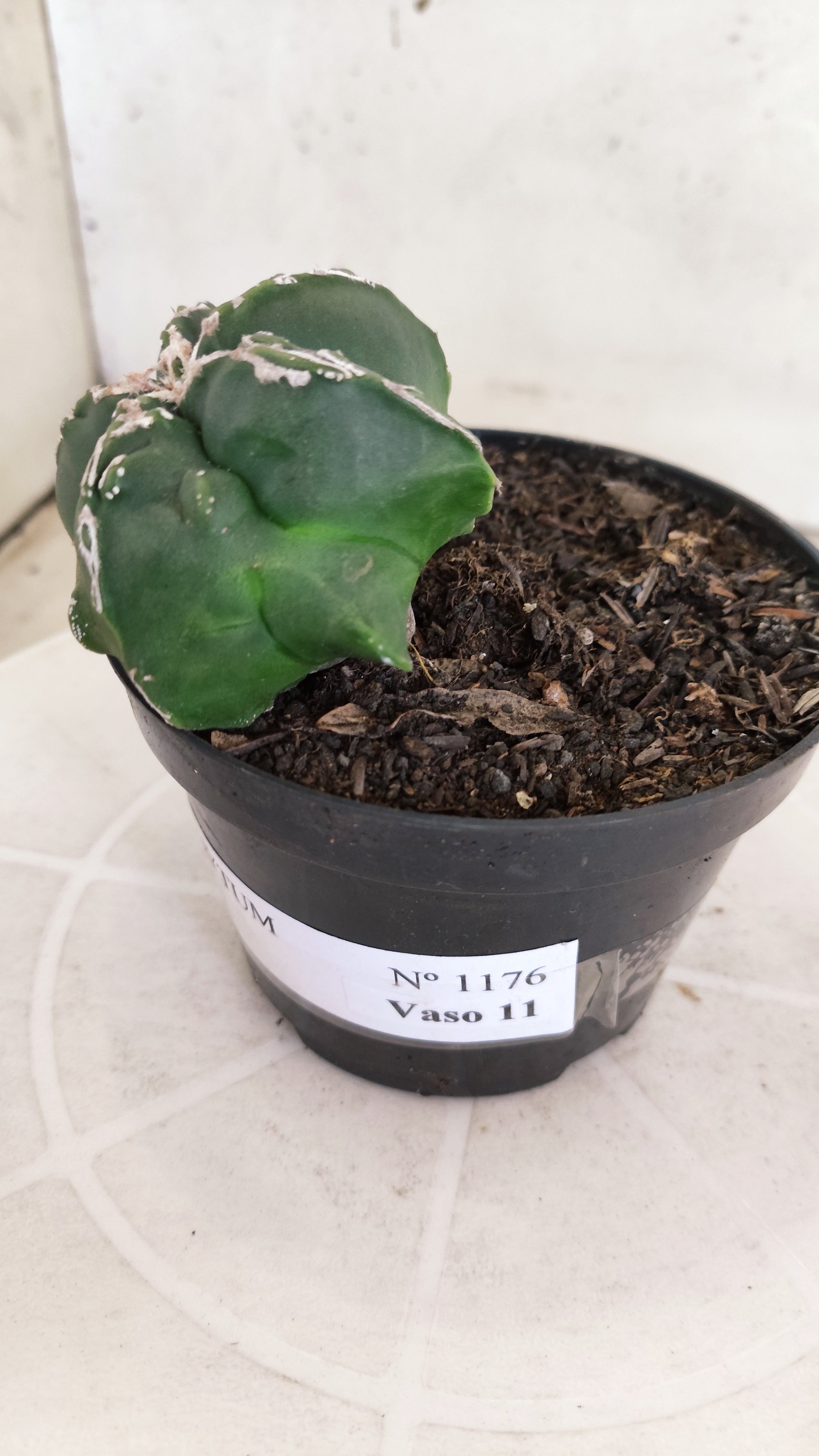 ASTROPHYTUM MYRIOSTIGMA "Hakkun - Hakujo" Nº 1176 – vaso 11