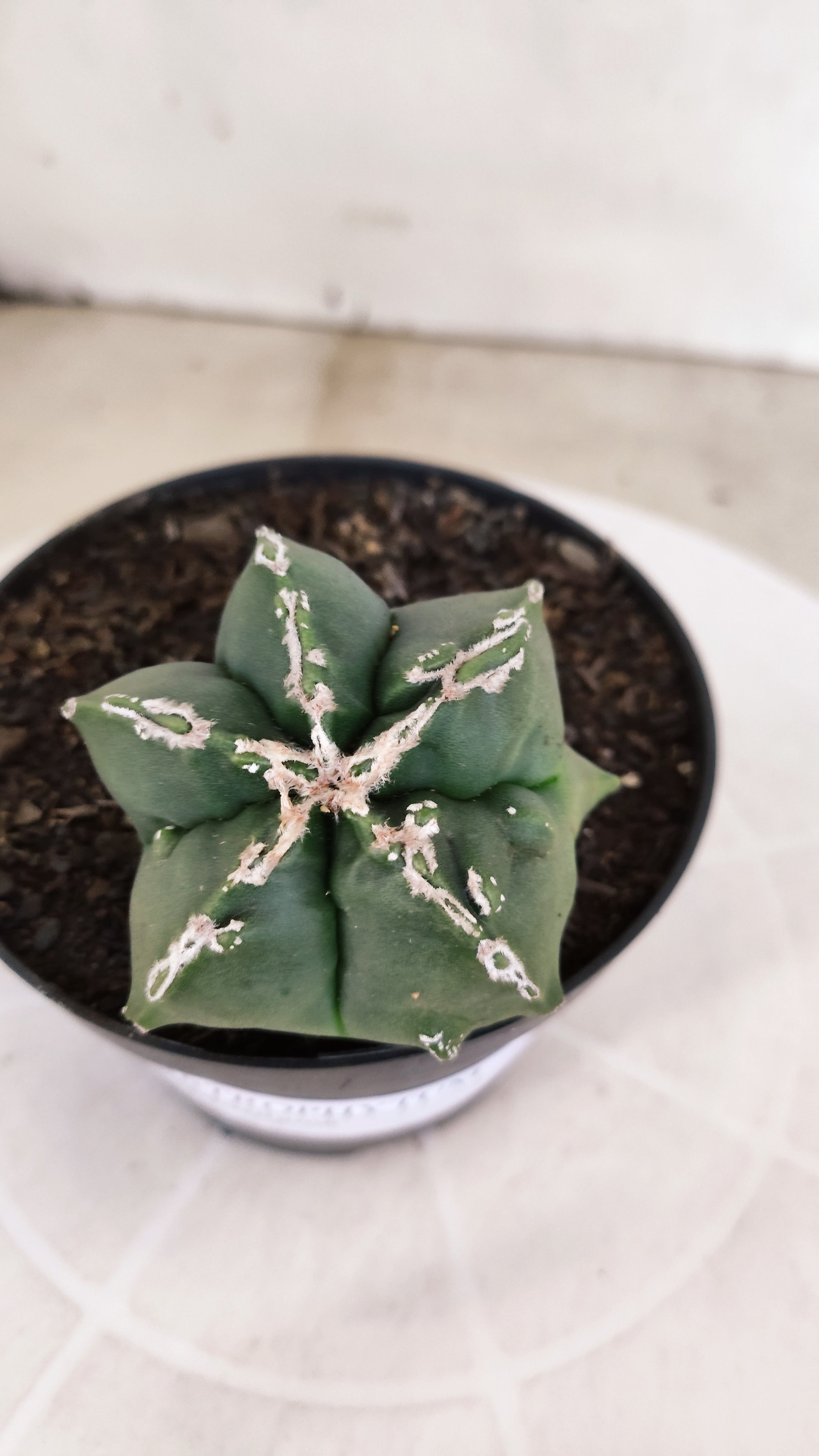 ASTROPHYTUM MYRIOSTIGMA "Hakkun - Hakujo" Nº 1176 – vaso 11