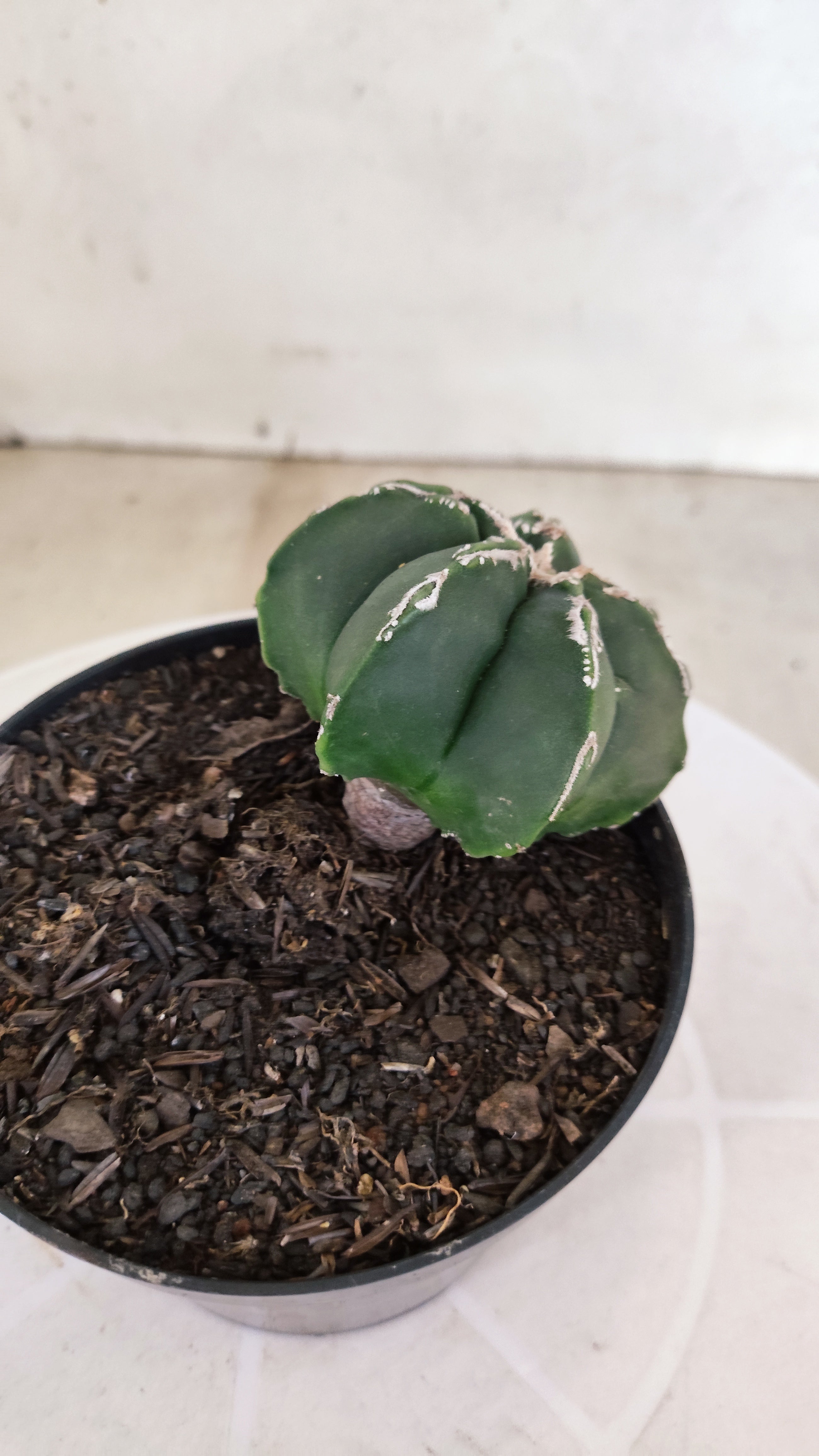 ASTROPHYTUM MYRIOSTIGMA "Hakkun - Hakujo" Nº 1176 – vaso 11