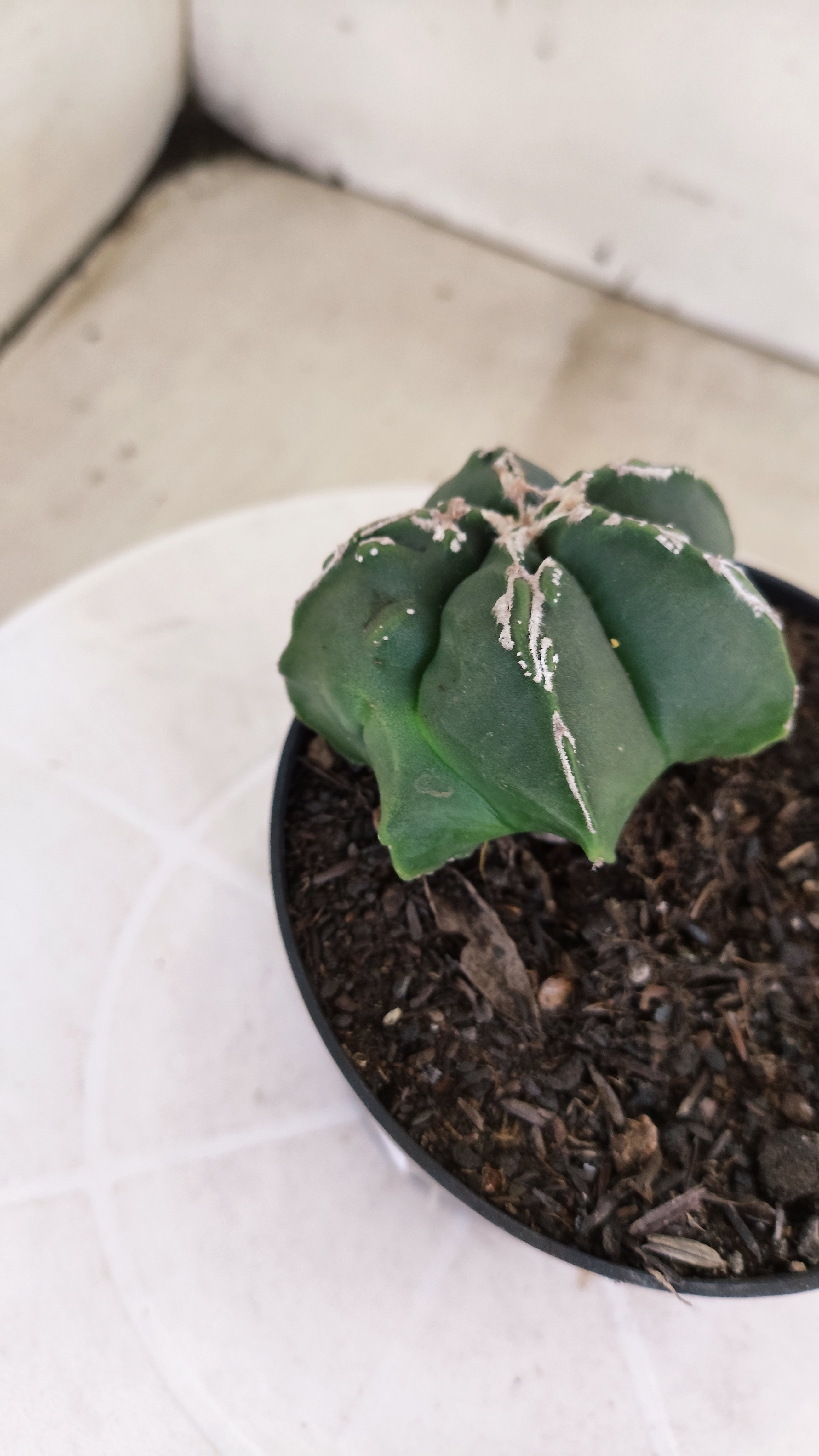 ASTROPHYTUM MYRIOSTIGMA "Hakkun - Hakujo" Nº 1176 – vaso 11
