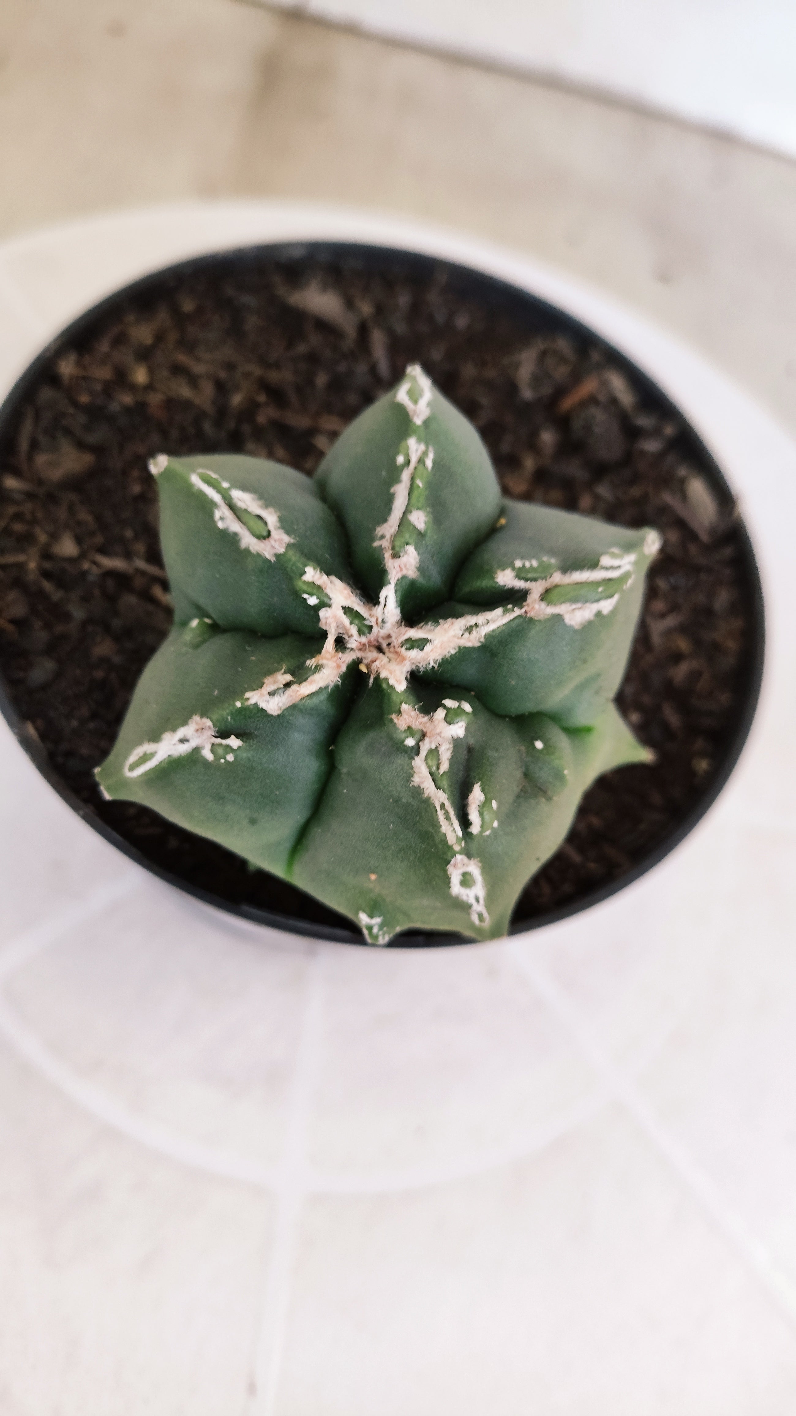 ASTROPHYTUM MYRIOSTIGMA "Hakkun - Hakujo" Nº 1176 – vaso 11