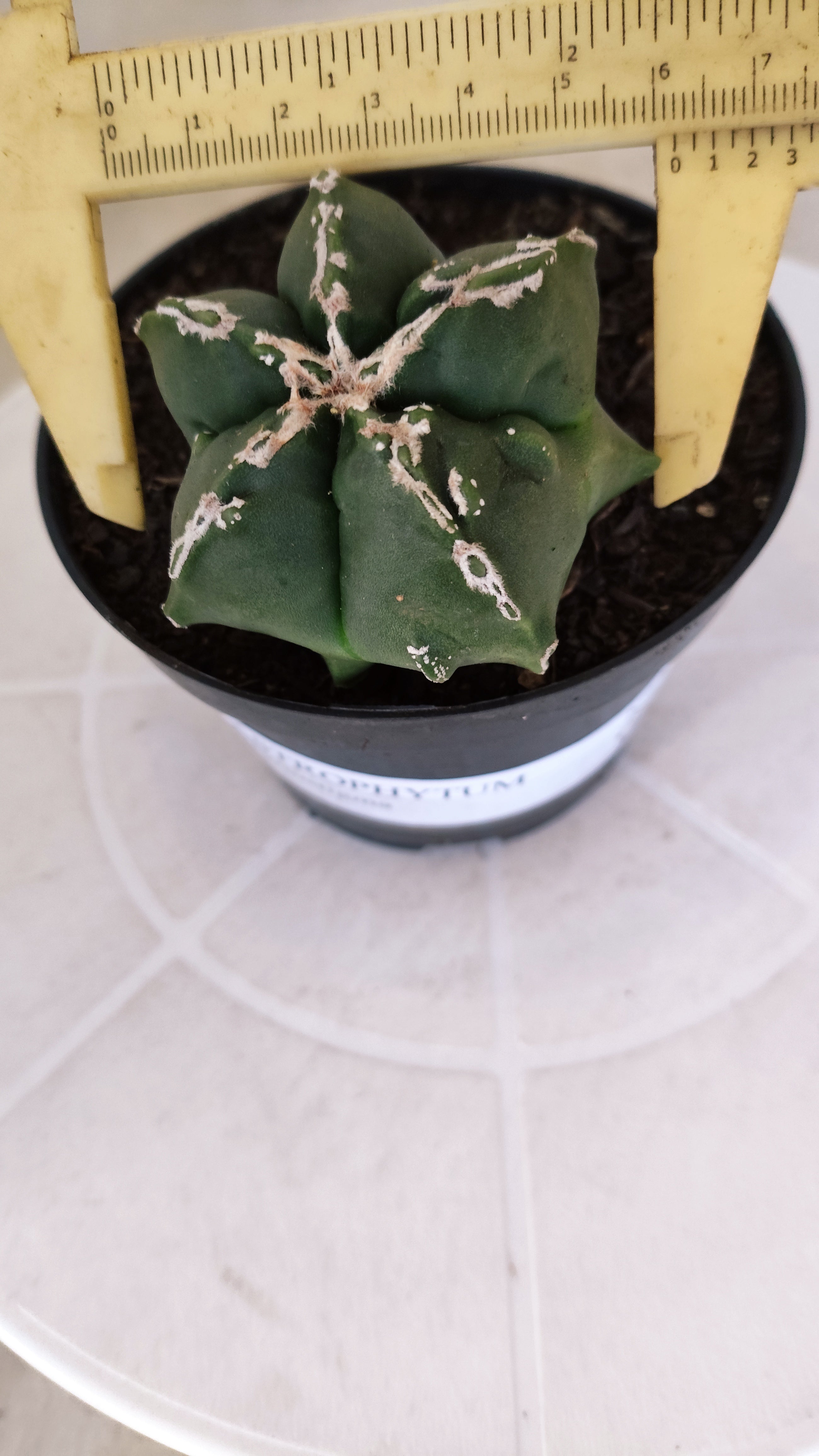 ASTROPHYTUM MYRIOSTIGMA "Hakkun - Hakujo" Nº 1176 – vaso 11