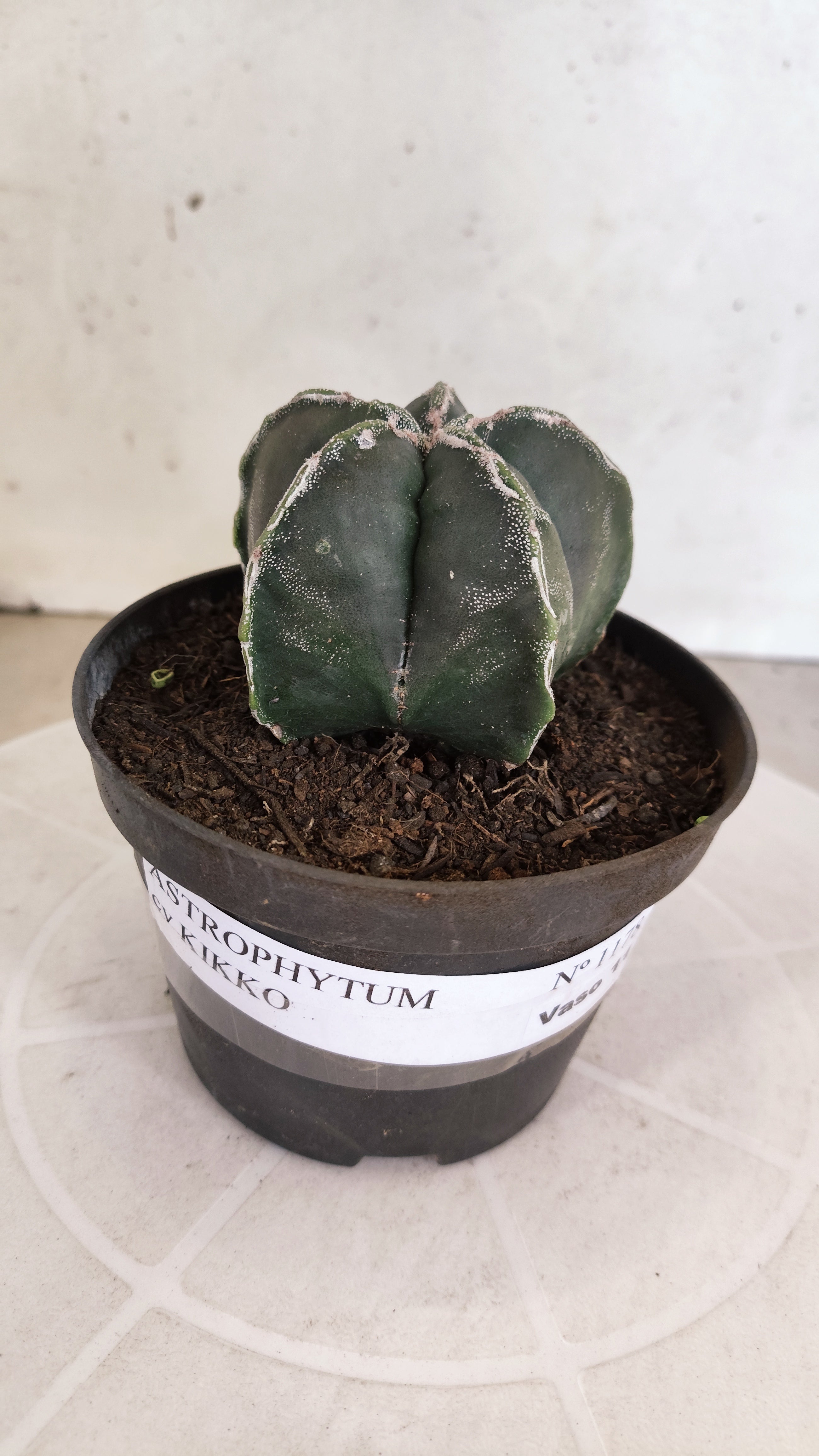 ASTROPHYTUM cv KIKKO  Nº 1178 – vaso 11