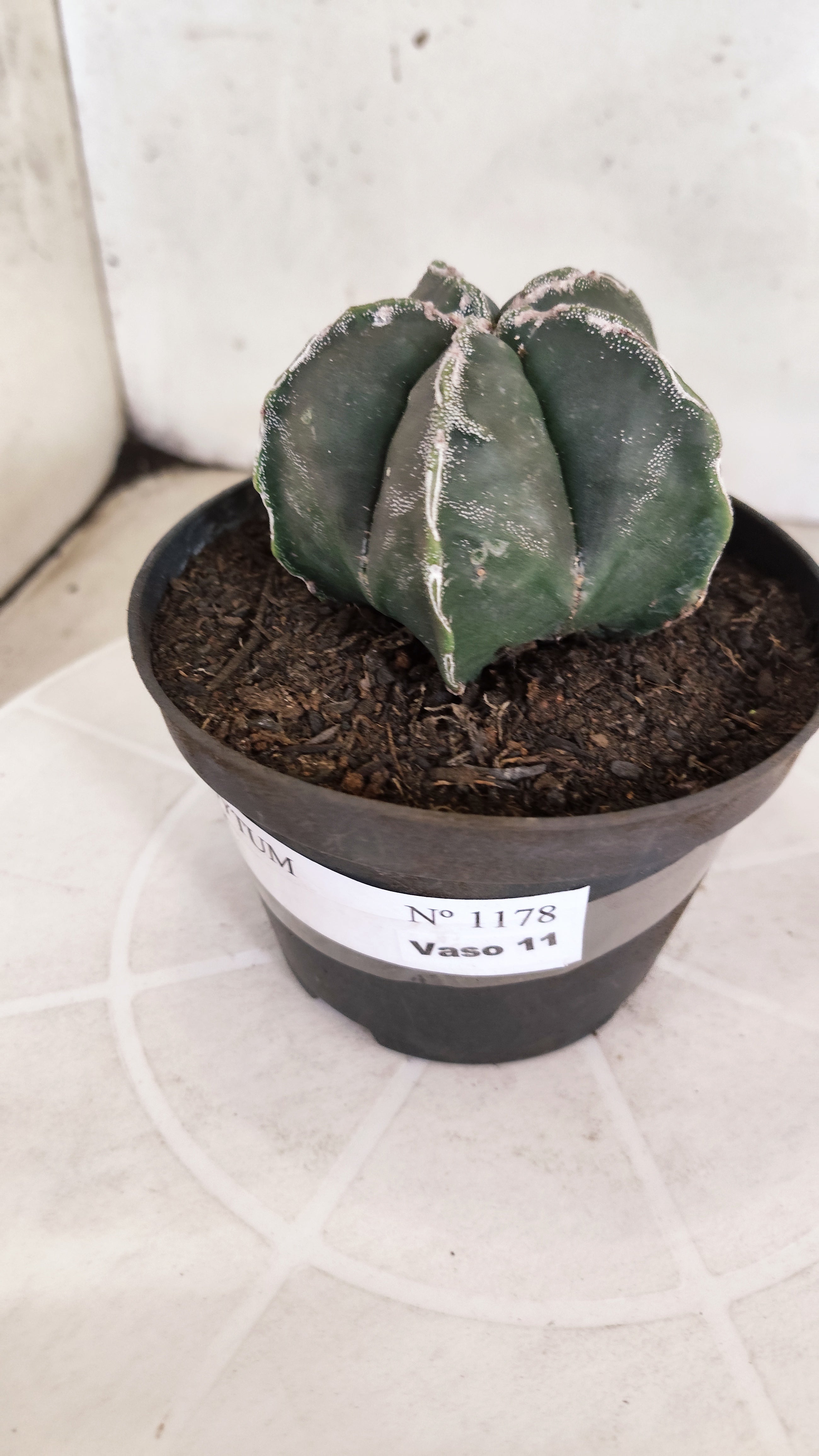 ASTROPHYTUM cv KIKKO  Nº 1178 – vaso 11