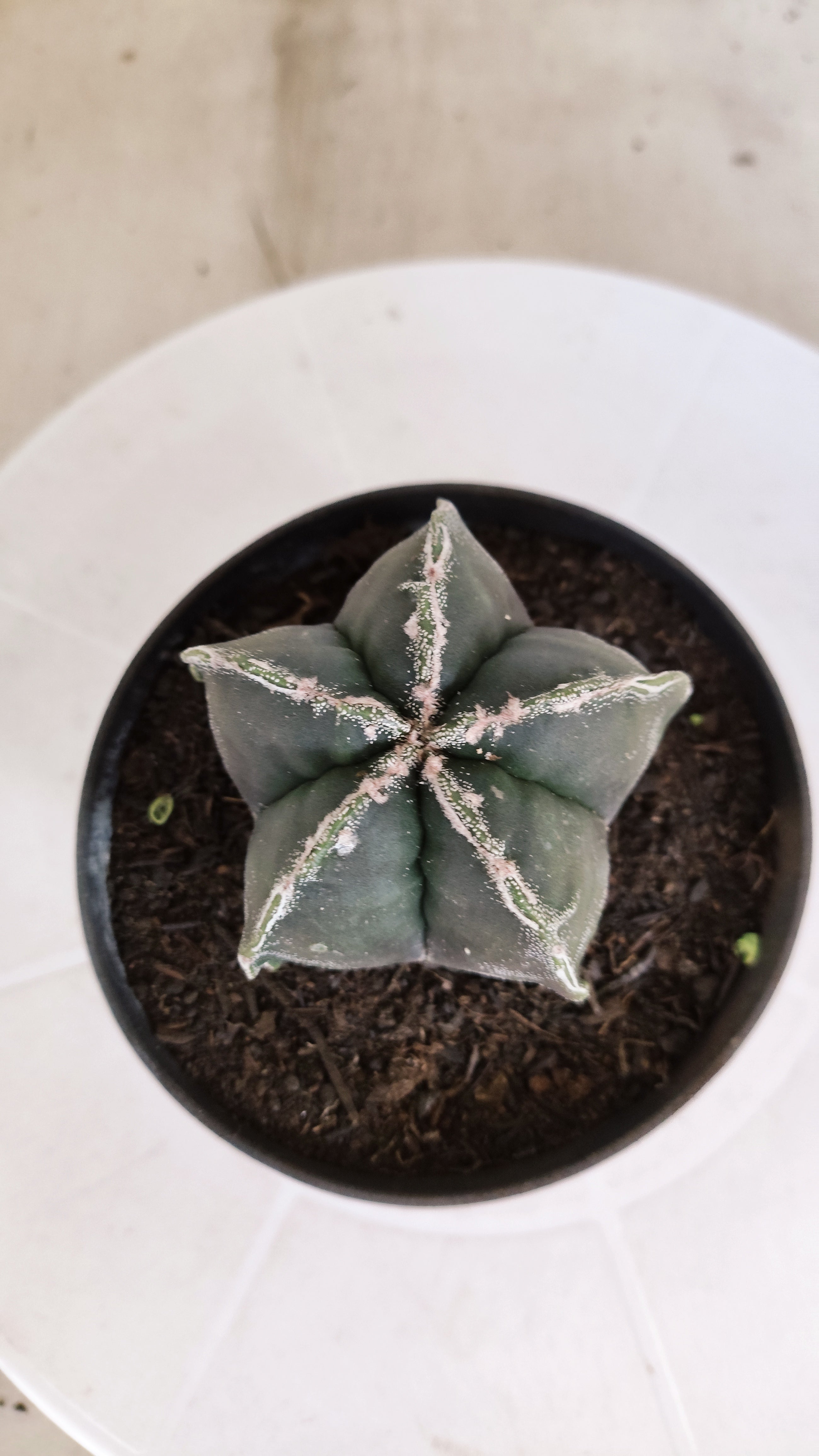 ASTROPHYTUM cv KIKKO  Nº 1178 – vaso 11
