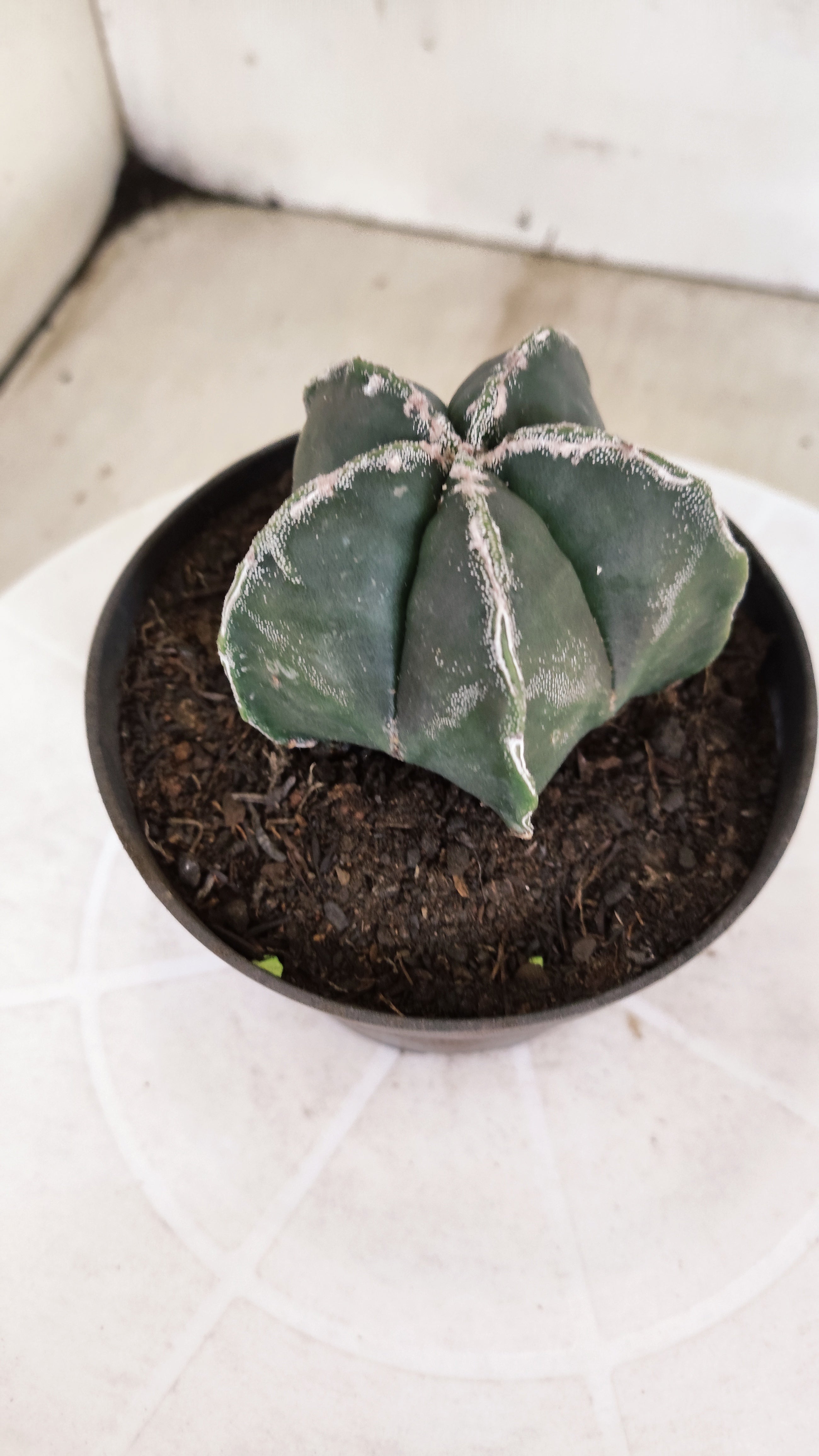 ASTROPHYTUM cv KIKKO  Nº 1178 – vaso 11
