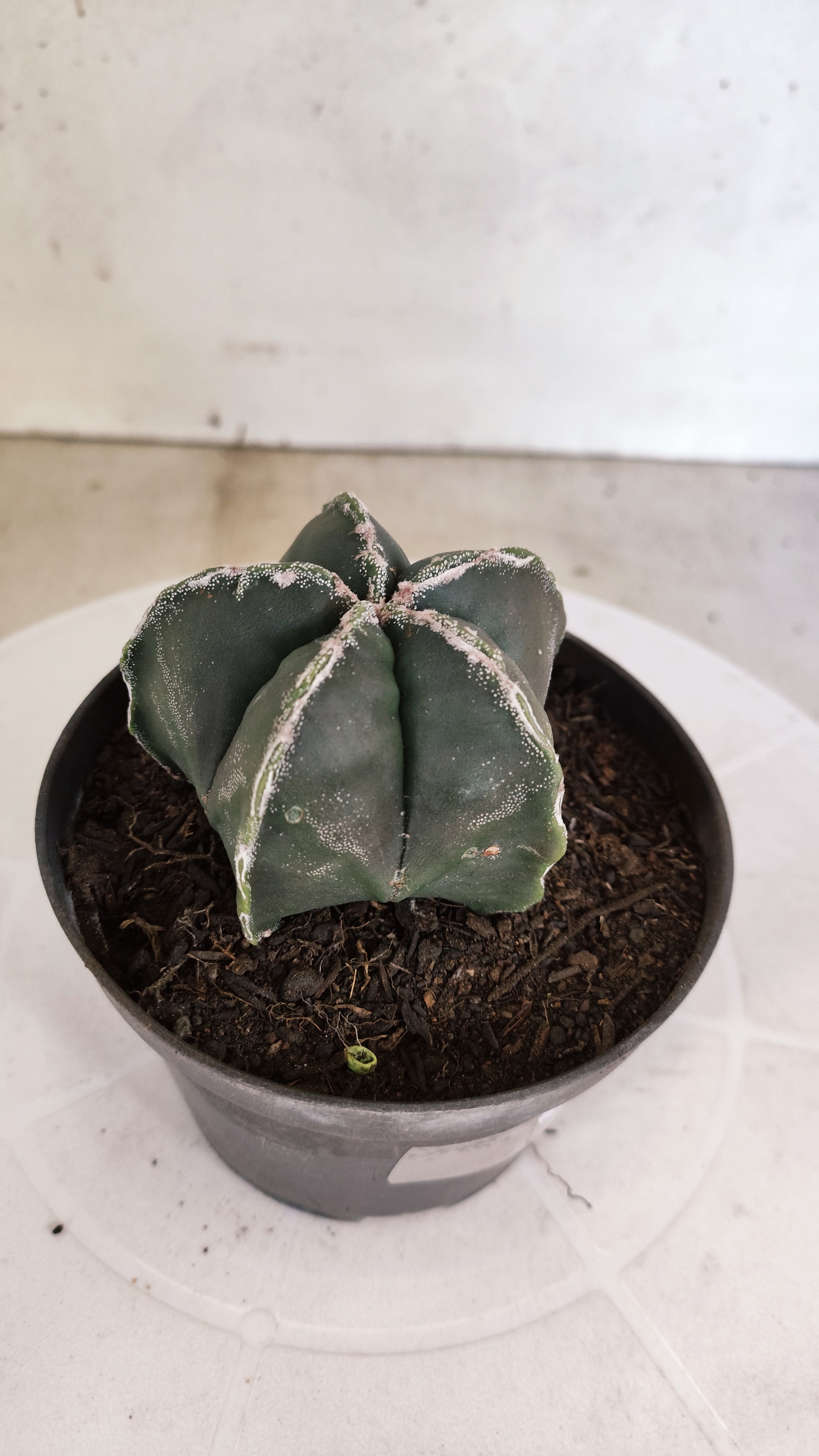 ASTROPHYTUM cv KIKKO  Nº 1178 – vaso 11